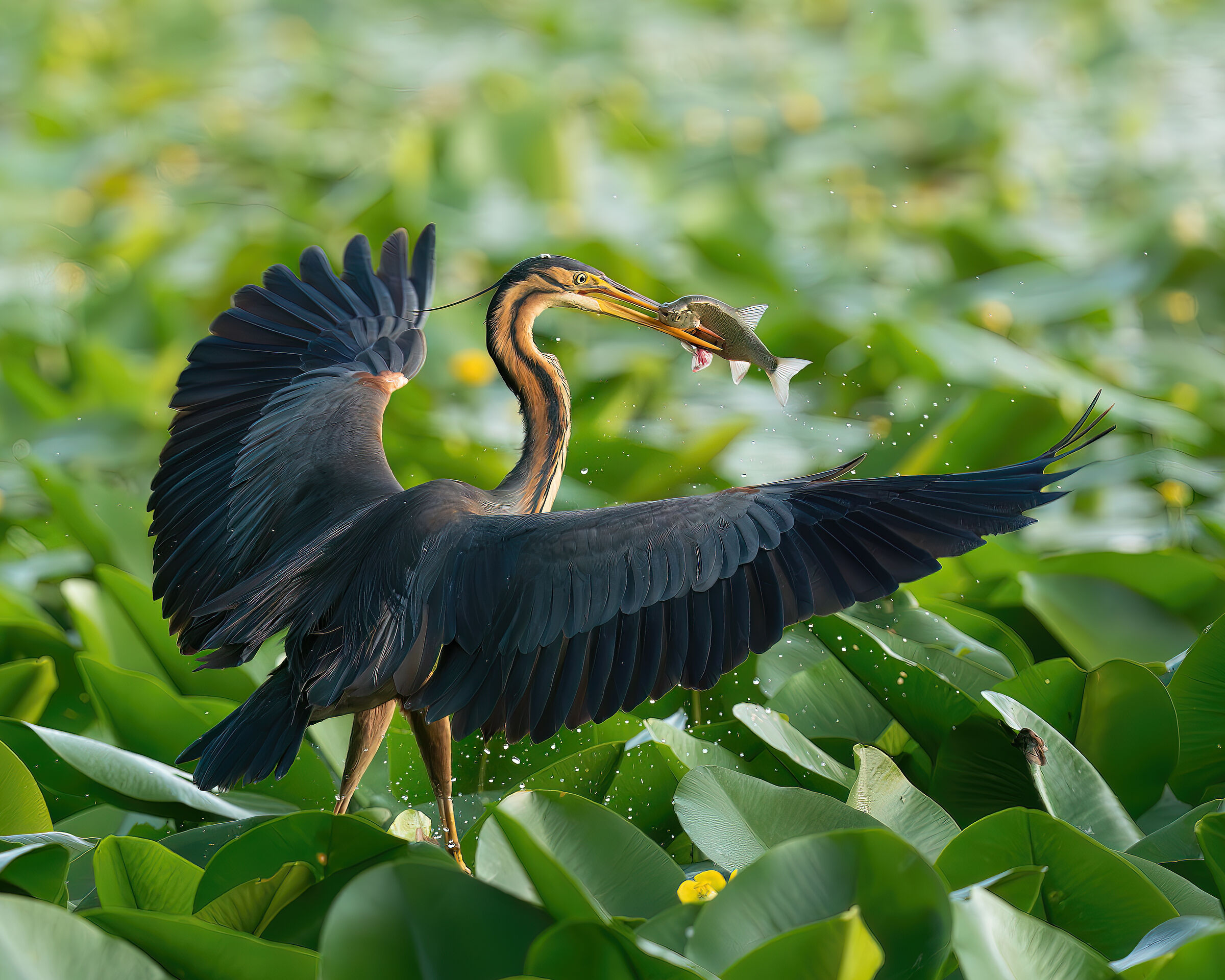 Heron with prey