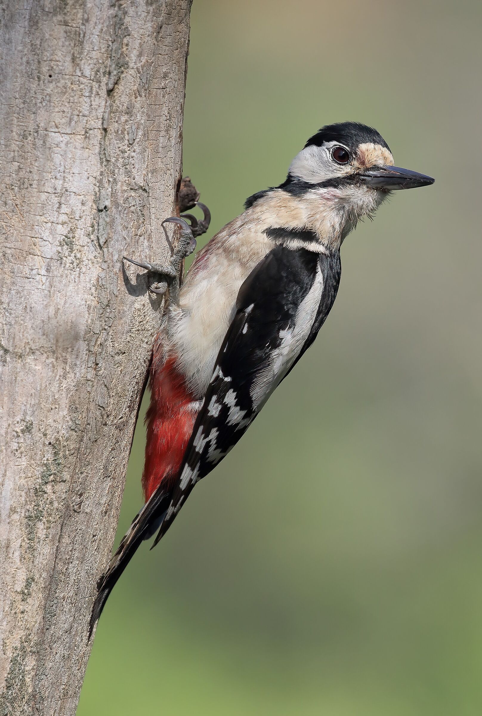 Great spotted woodpecker