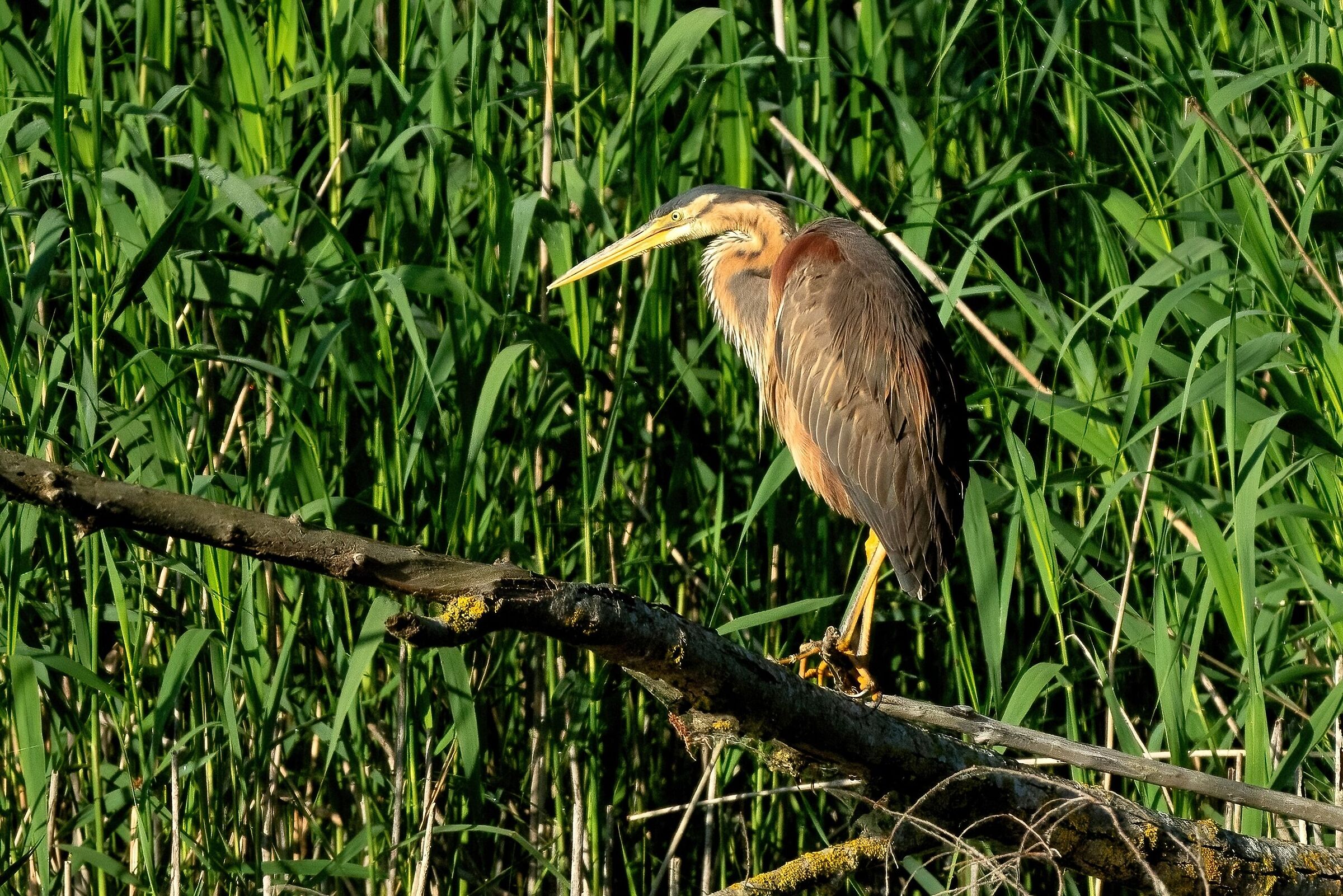 Purple Heron (Ardea purpurea)