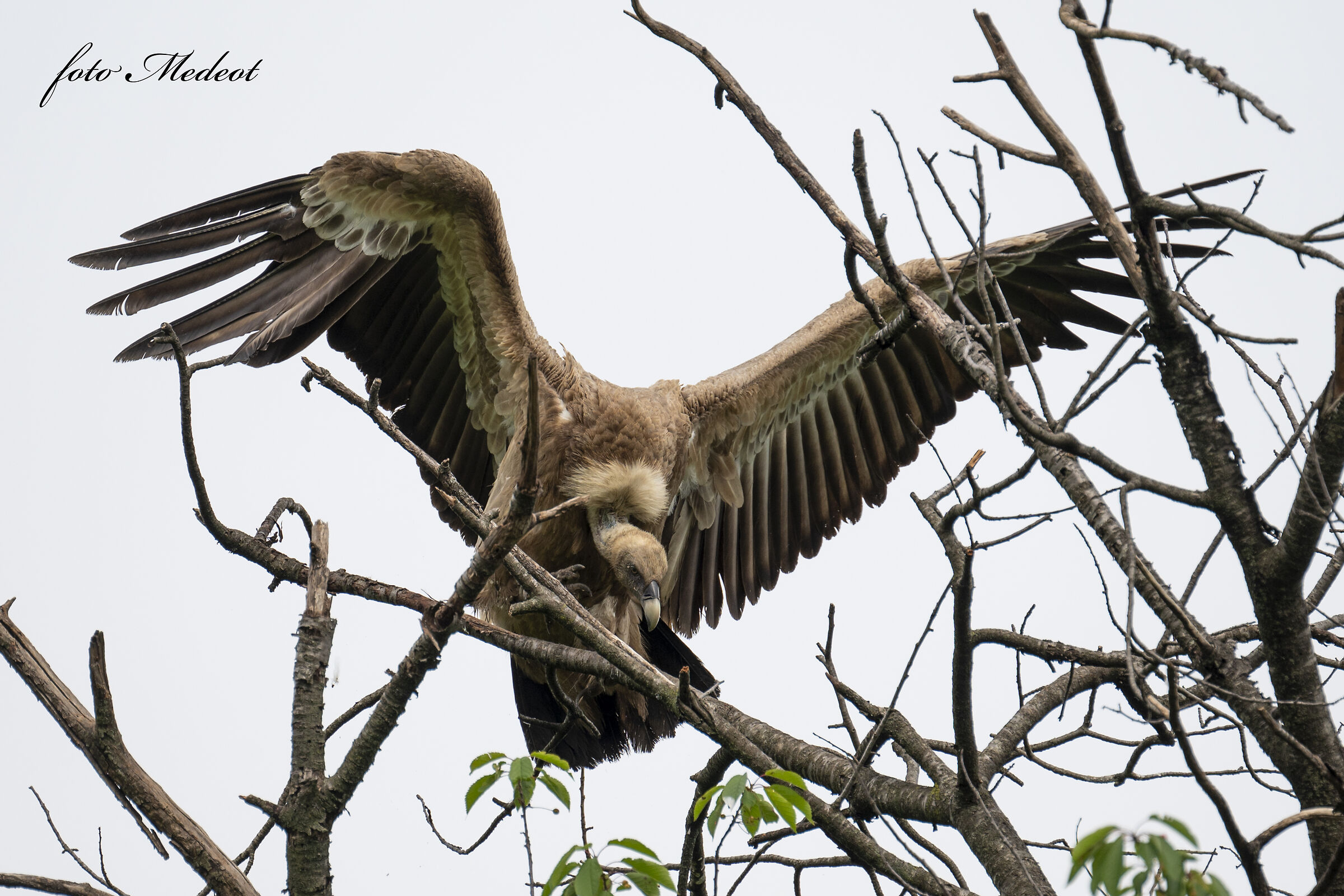 Grifone in volo sull'albero