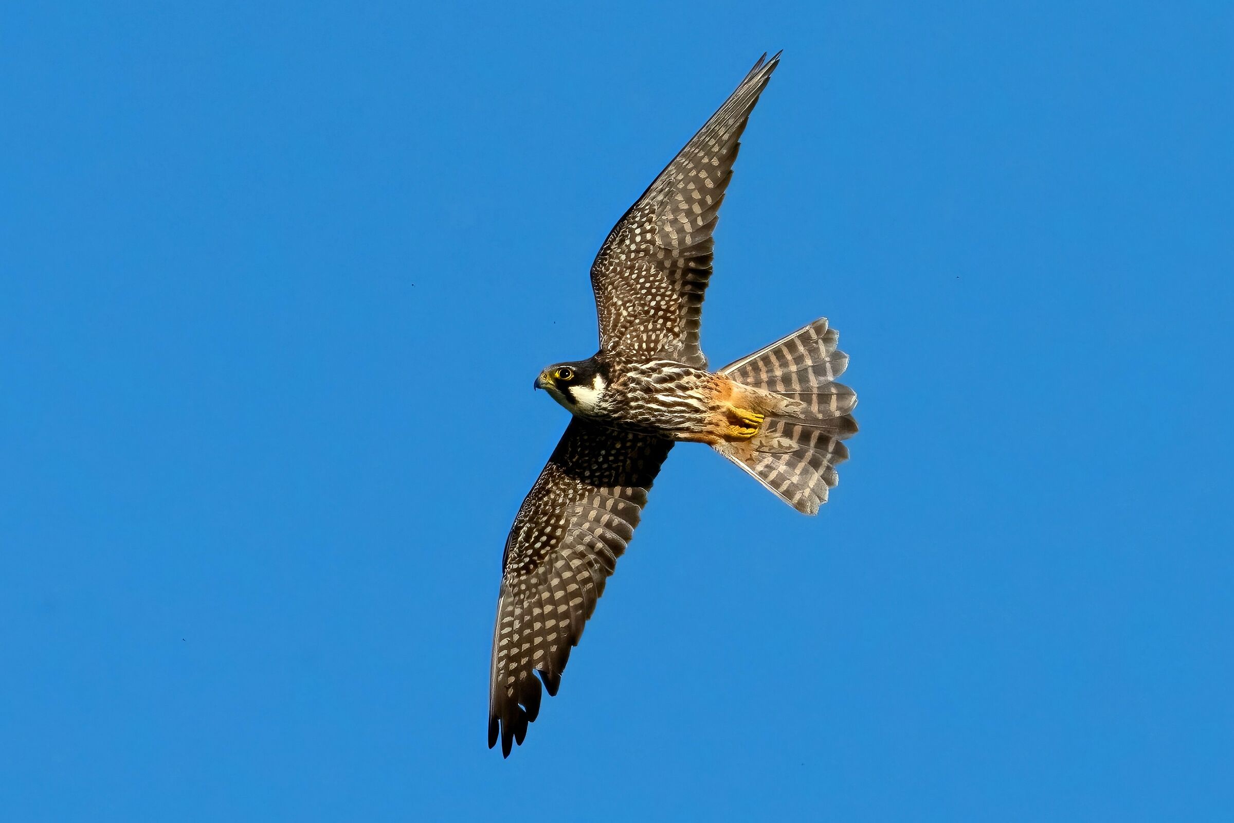 Hobby (Falco subbuteo)