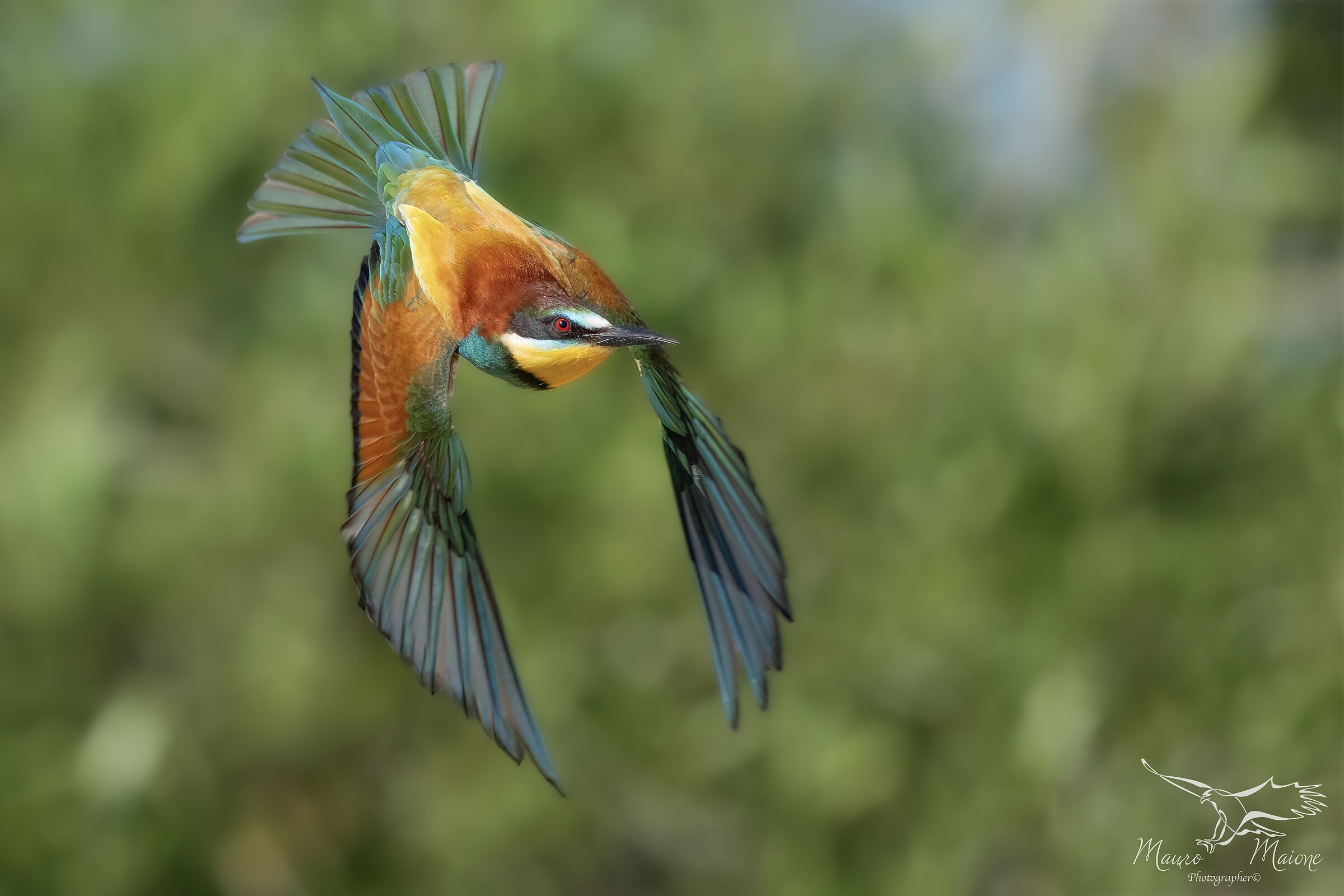 le evoluzioni del gruccione