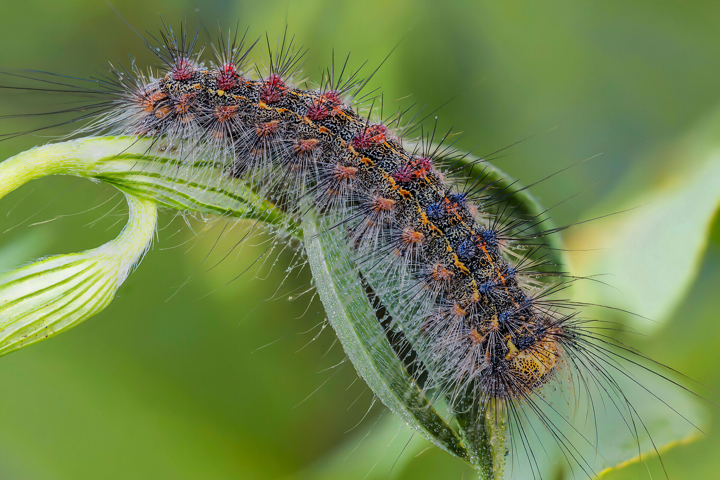 Caterpillar of Lymantria dispar