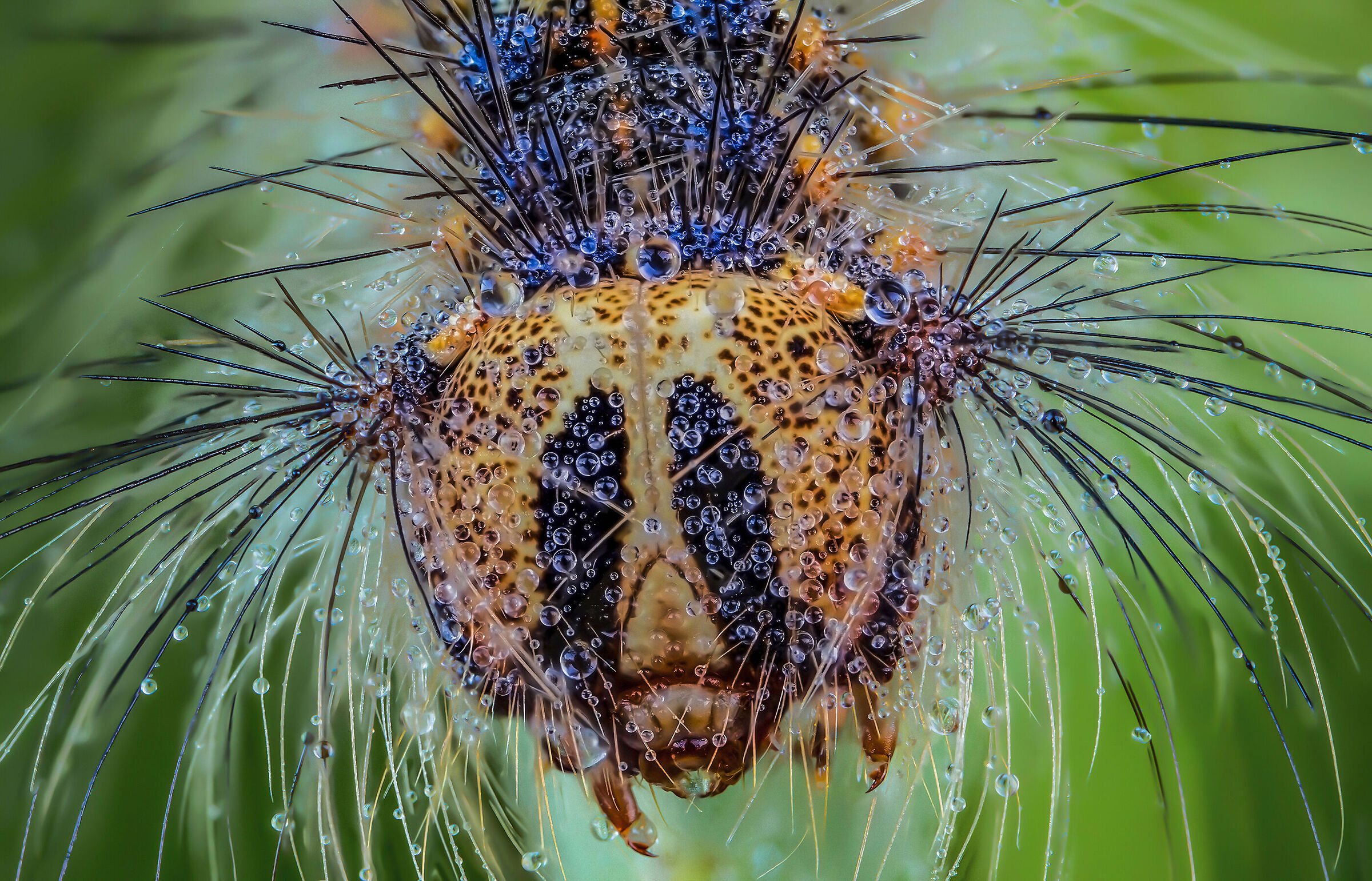 Caterpillar of Lymantria dispar