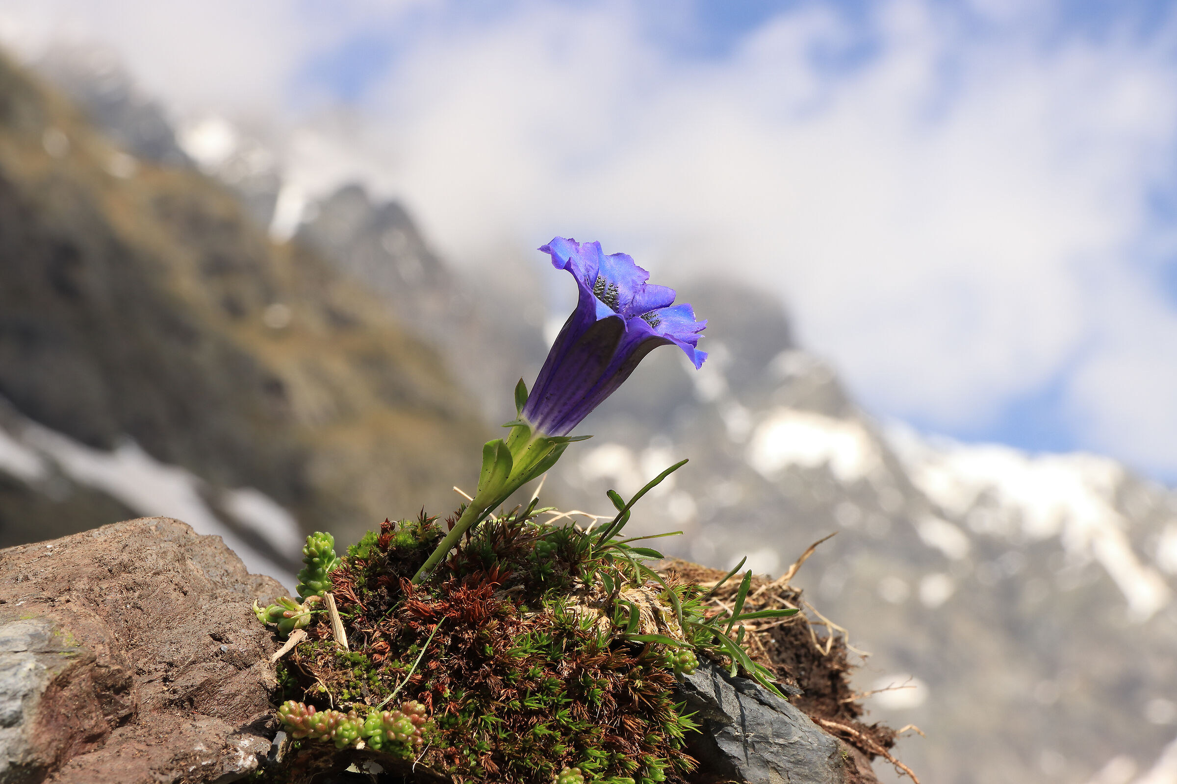 gentian of the "Porola"