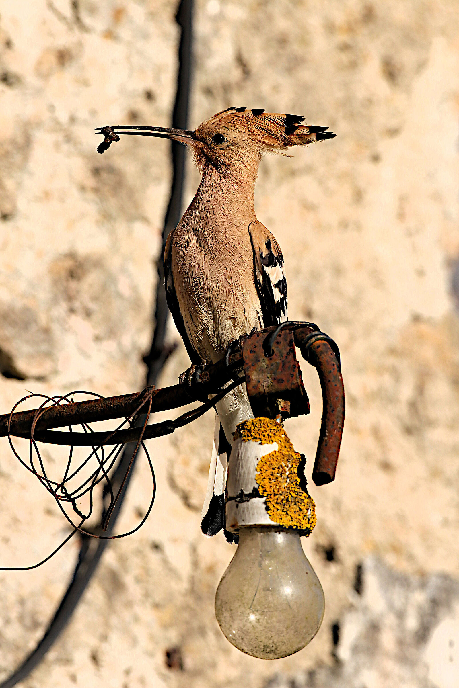 Hoopoe