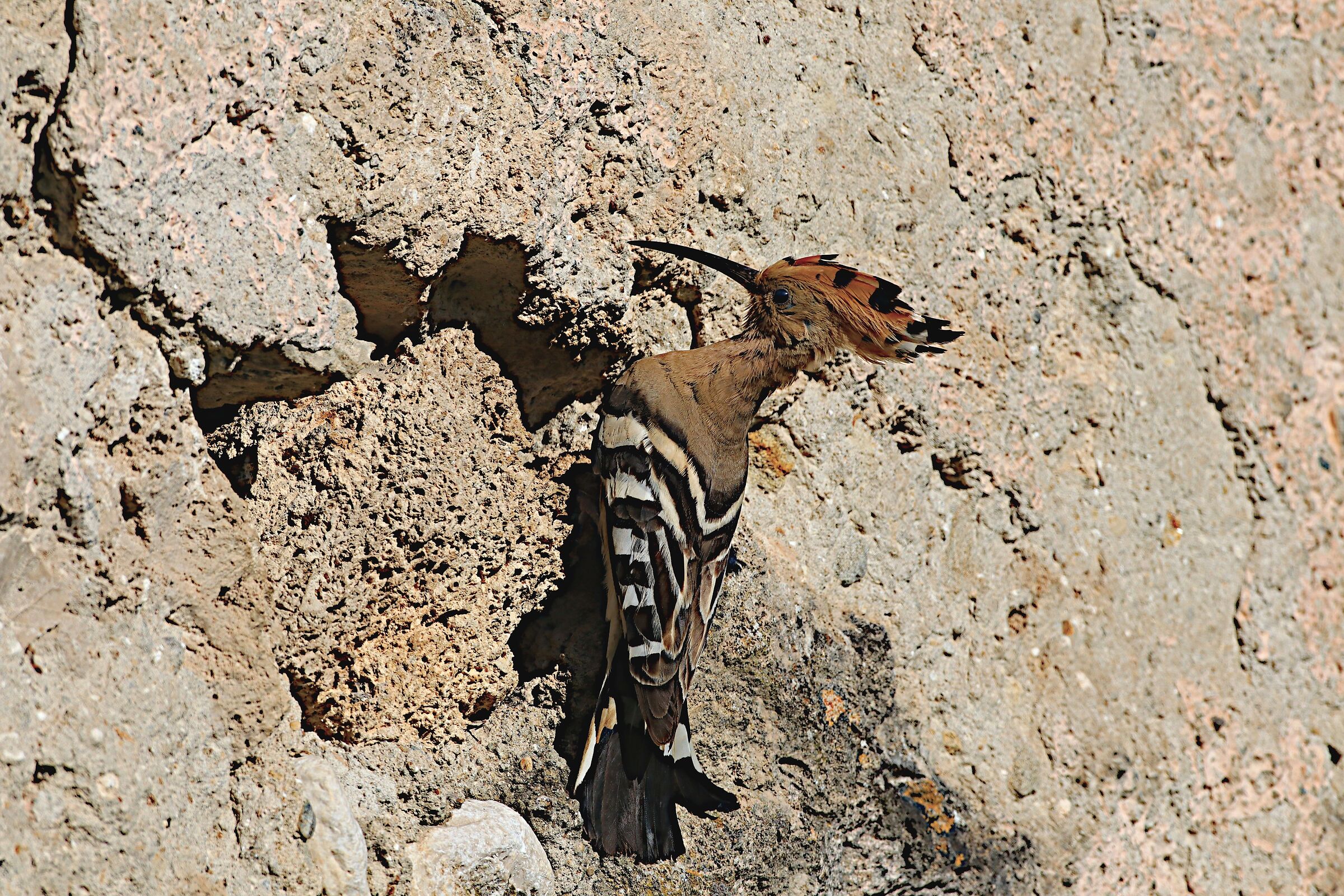 Hoopoe