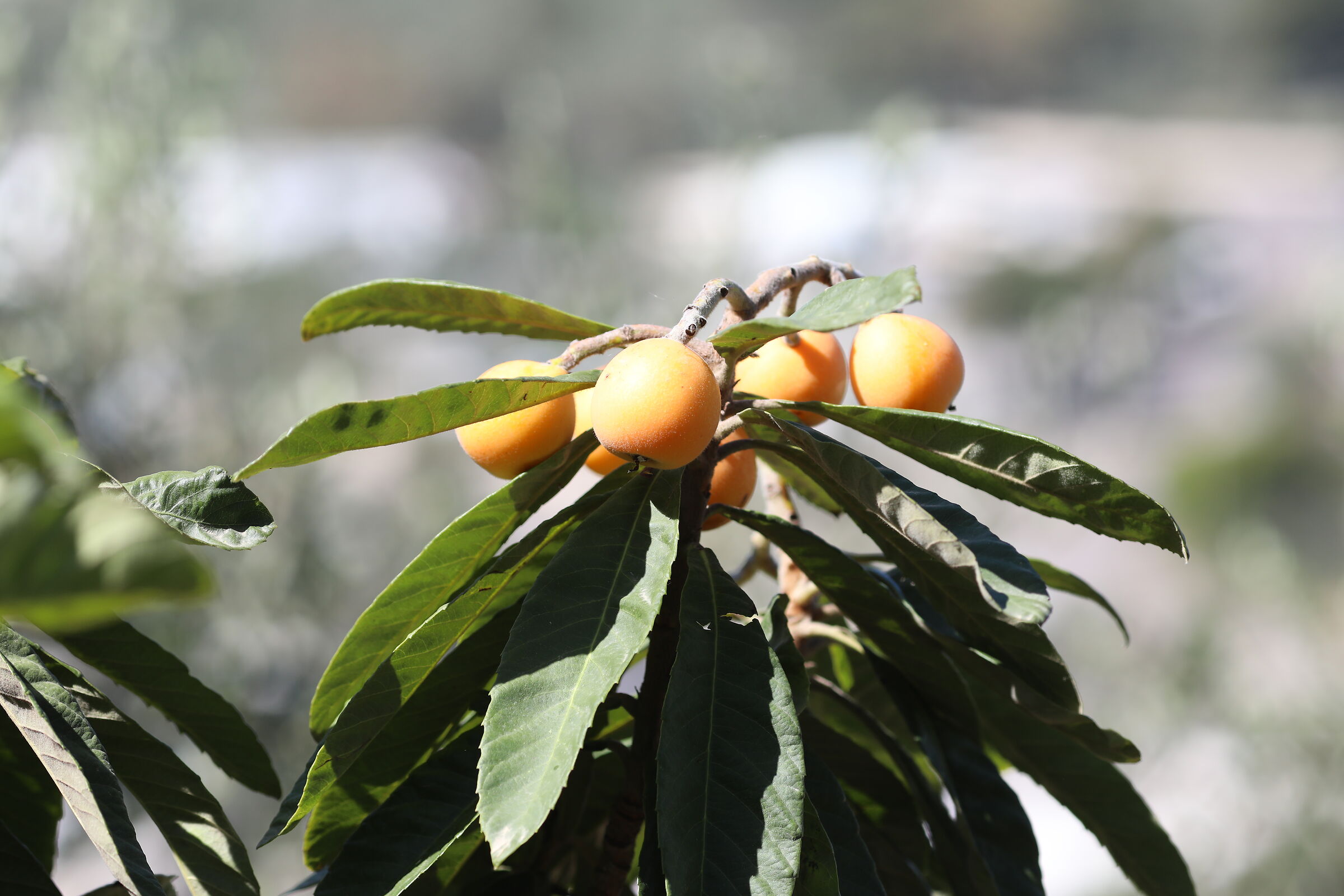 " Crop 189 " Canon 5 D IV, 135 F. 2 L USM + TC 1.4...