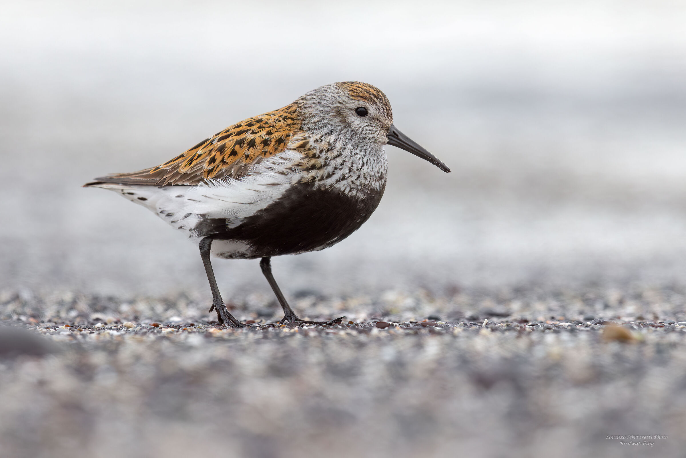 Piovanello pancianera