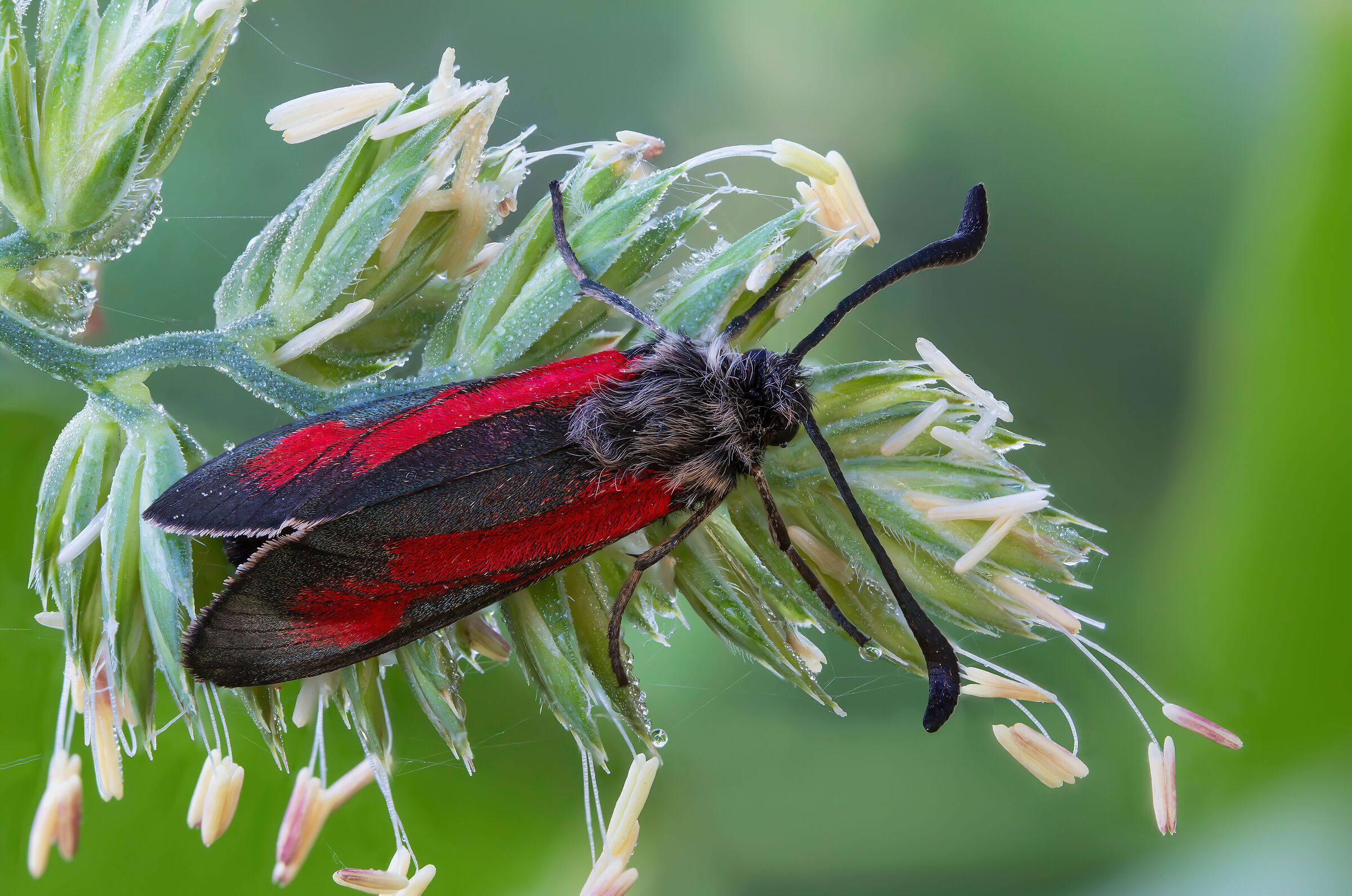 Zygaena purpuralis