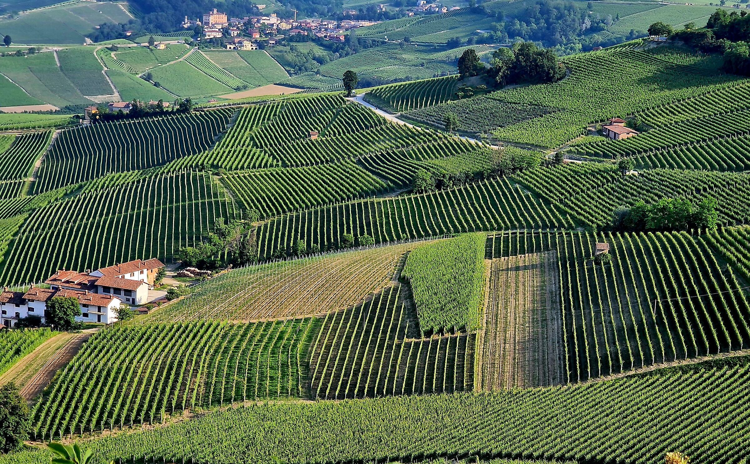 Geometry lesson from the vineyards