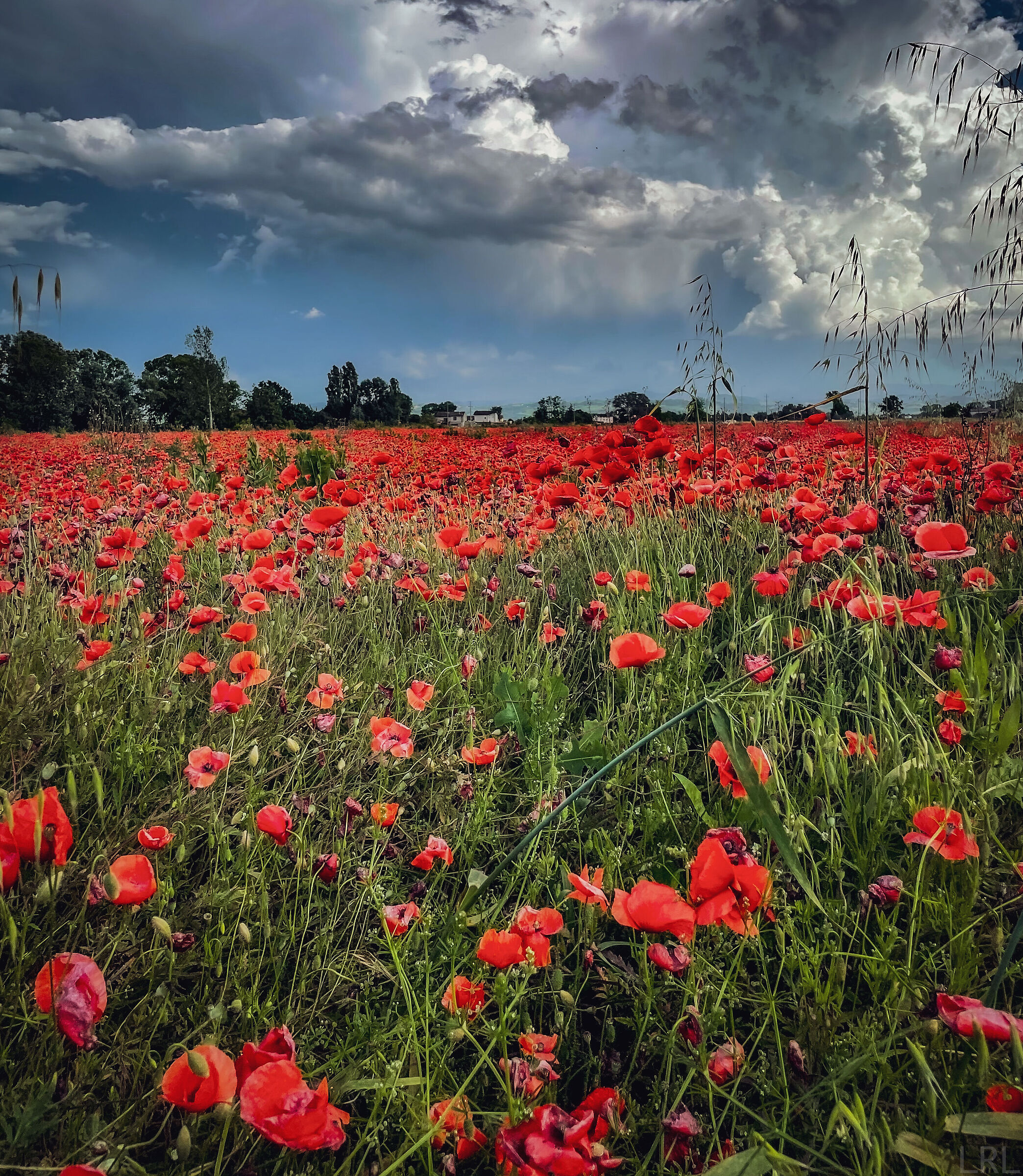 Expanse of poppies