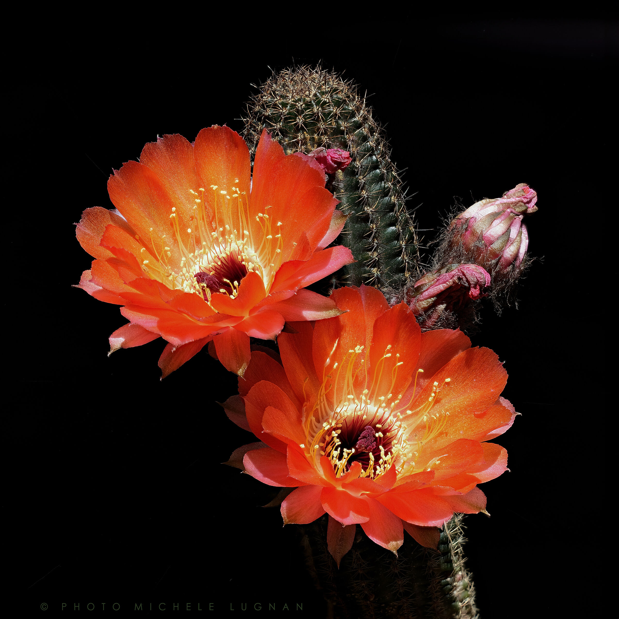 Echinopsis amblayensis forma Amblayo, Salta, Argentina