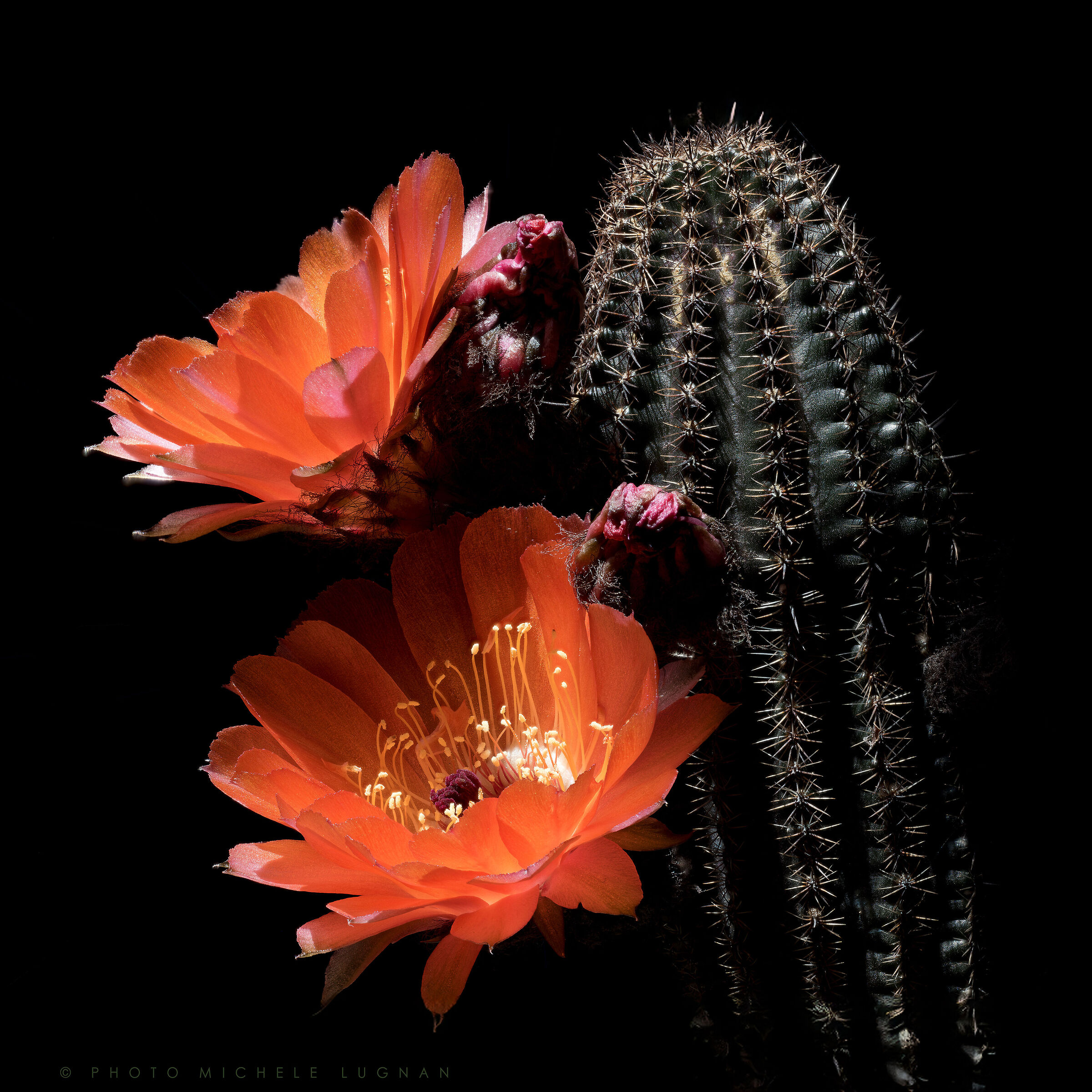 Echinopsis amblayensis forma Amblayo, Salta, Argentina