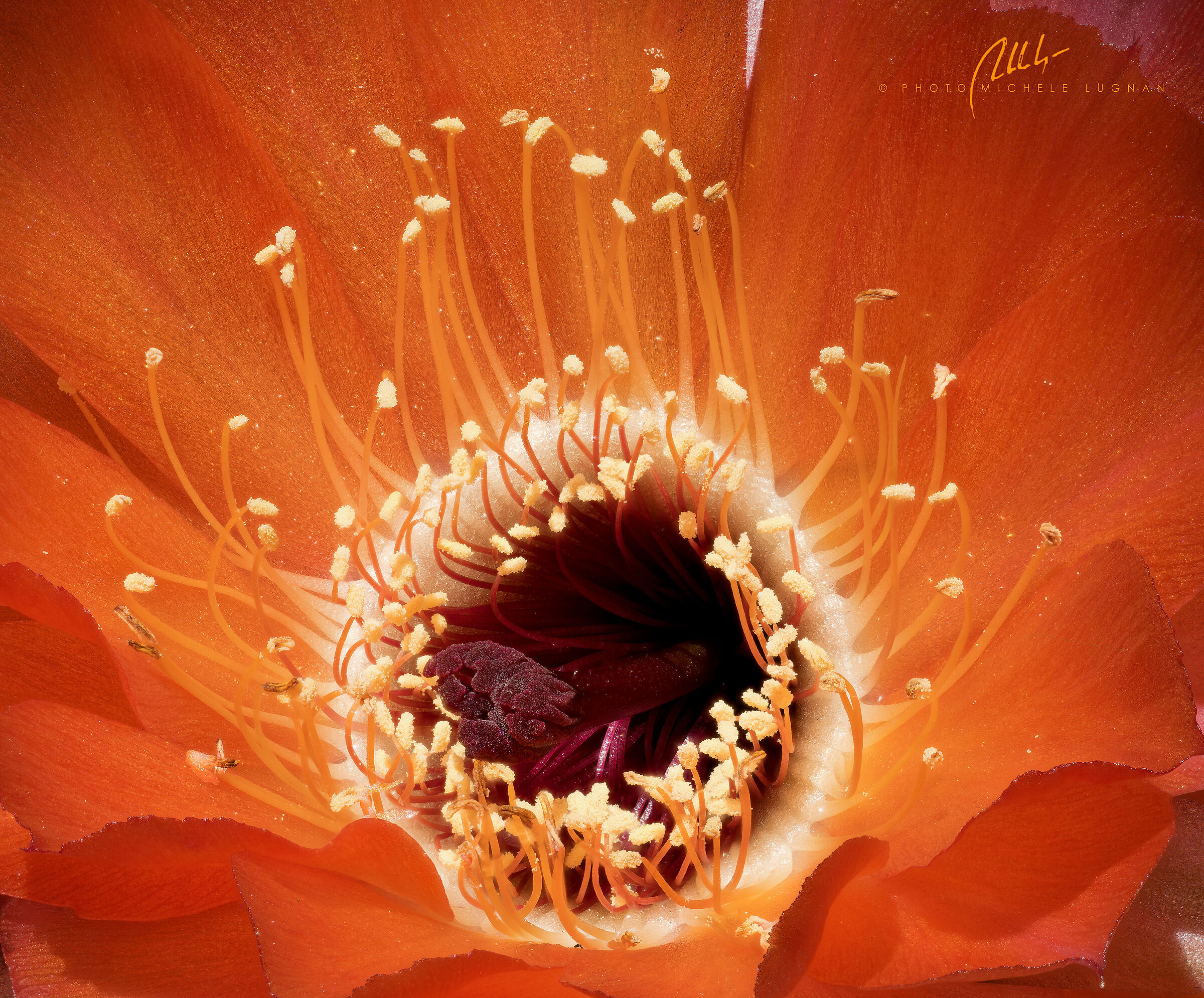 Echinopsis amblayensis forma Amblayo, Salta, Argentina
