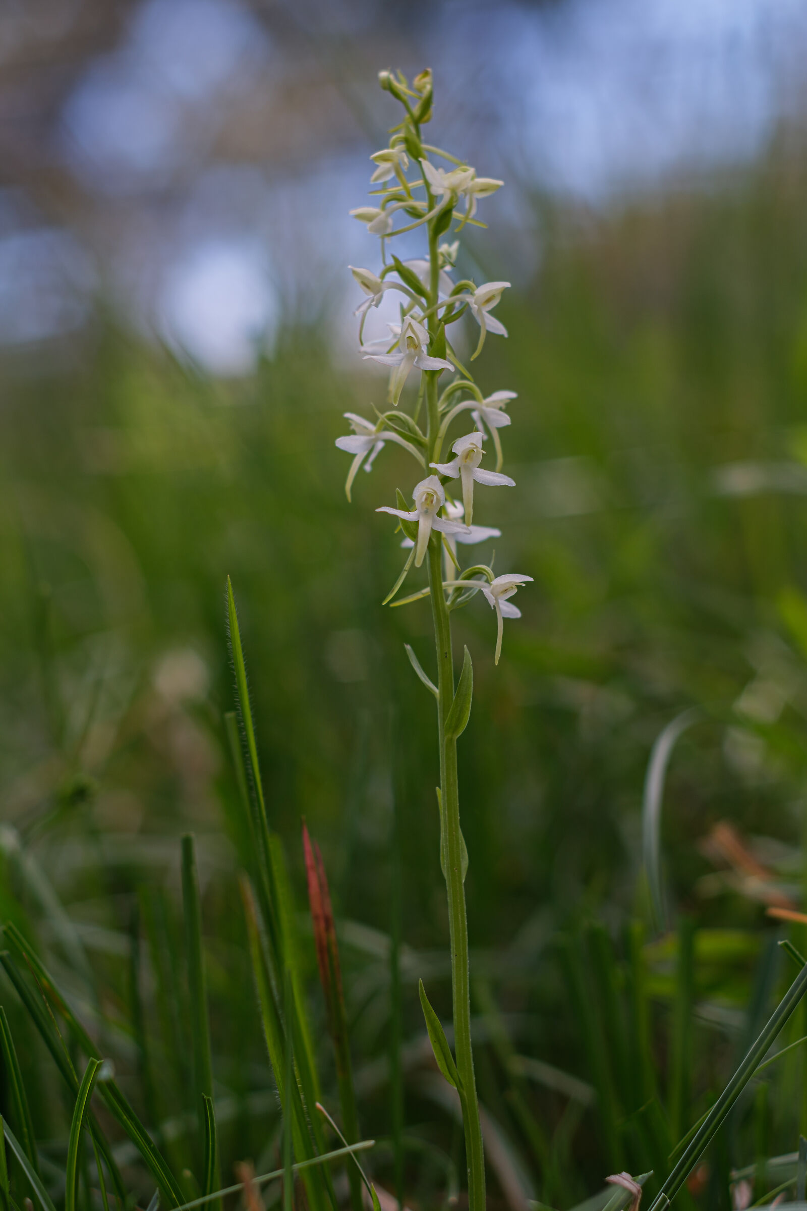 Platanthera bifolia