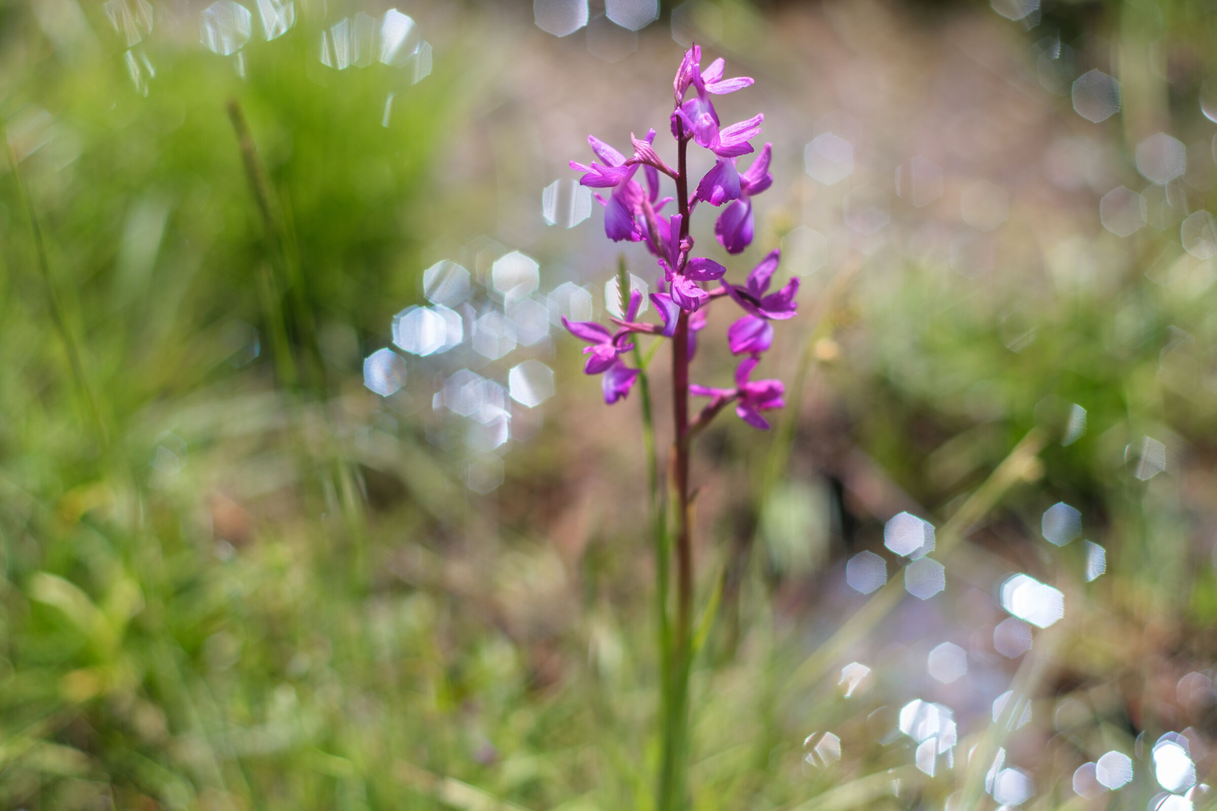 orchidea acquatica