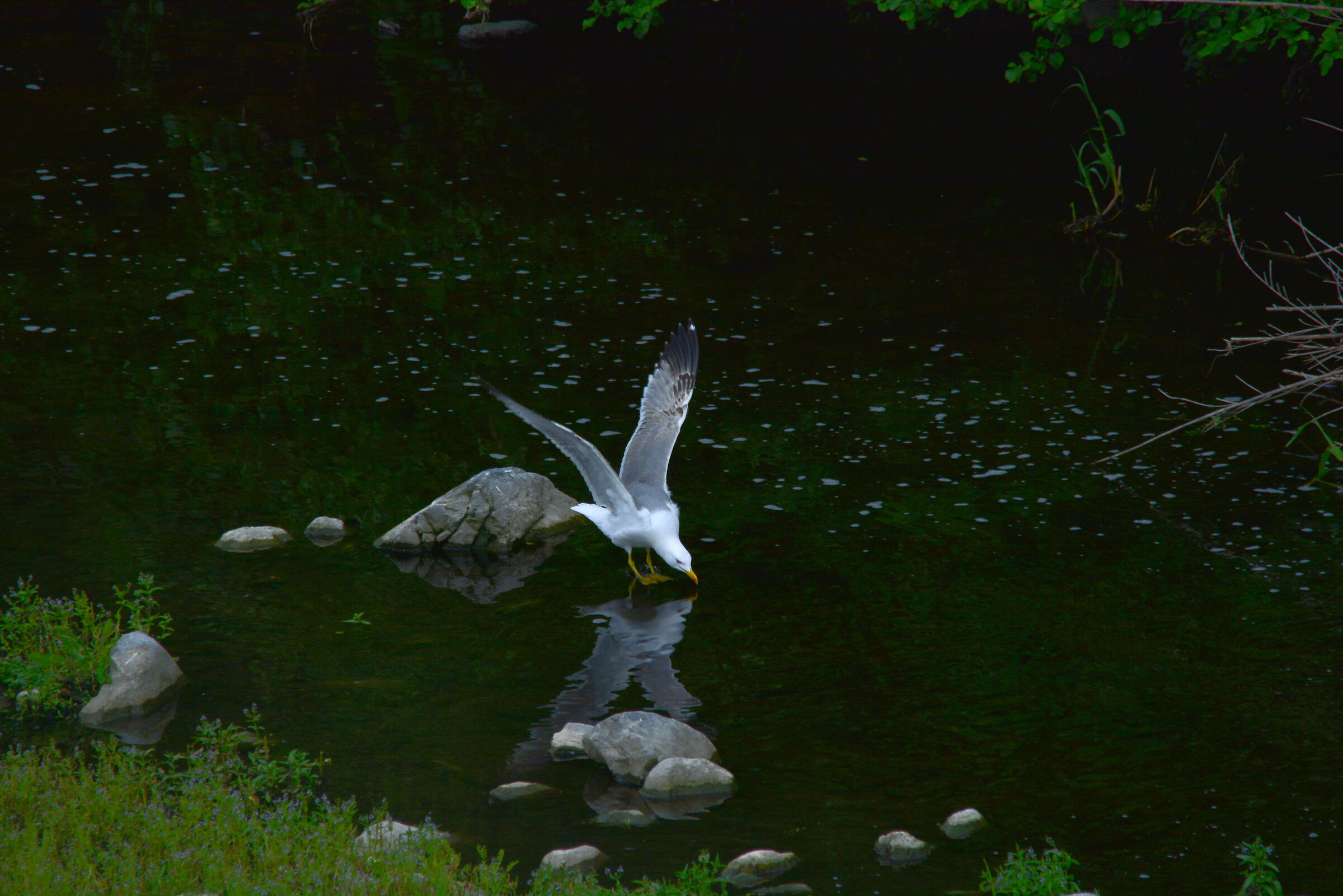 Riflessi di Gabbiano