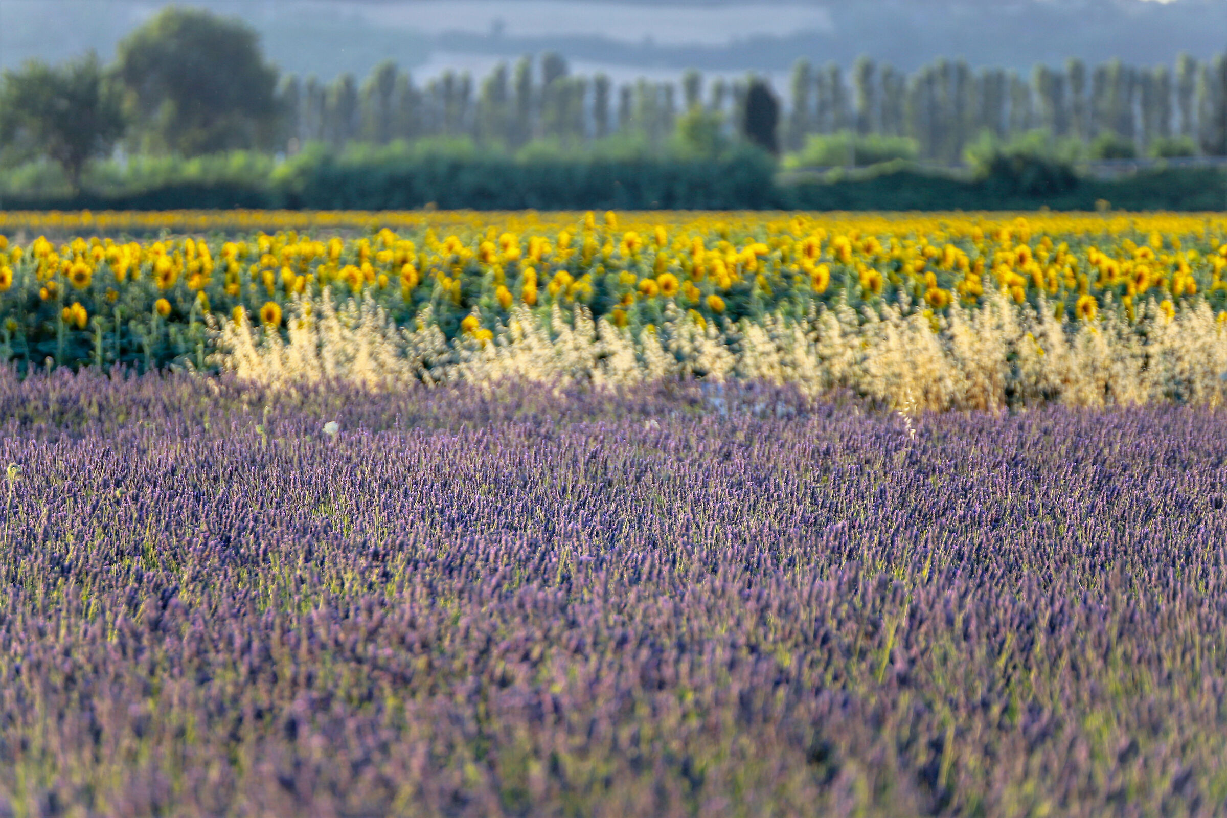 ritorna l'estate