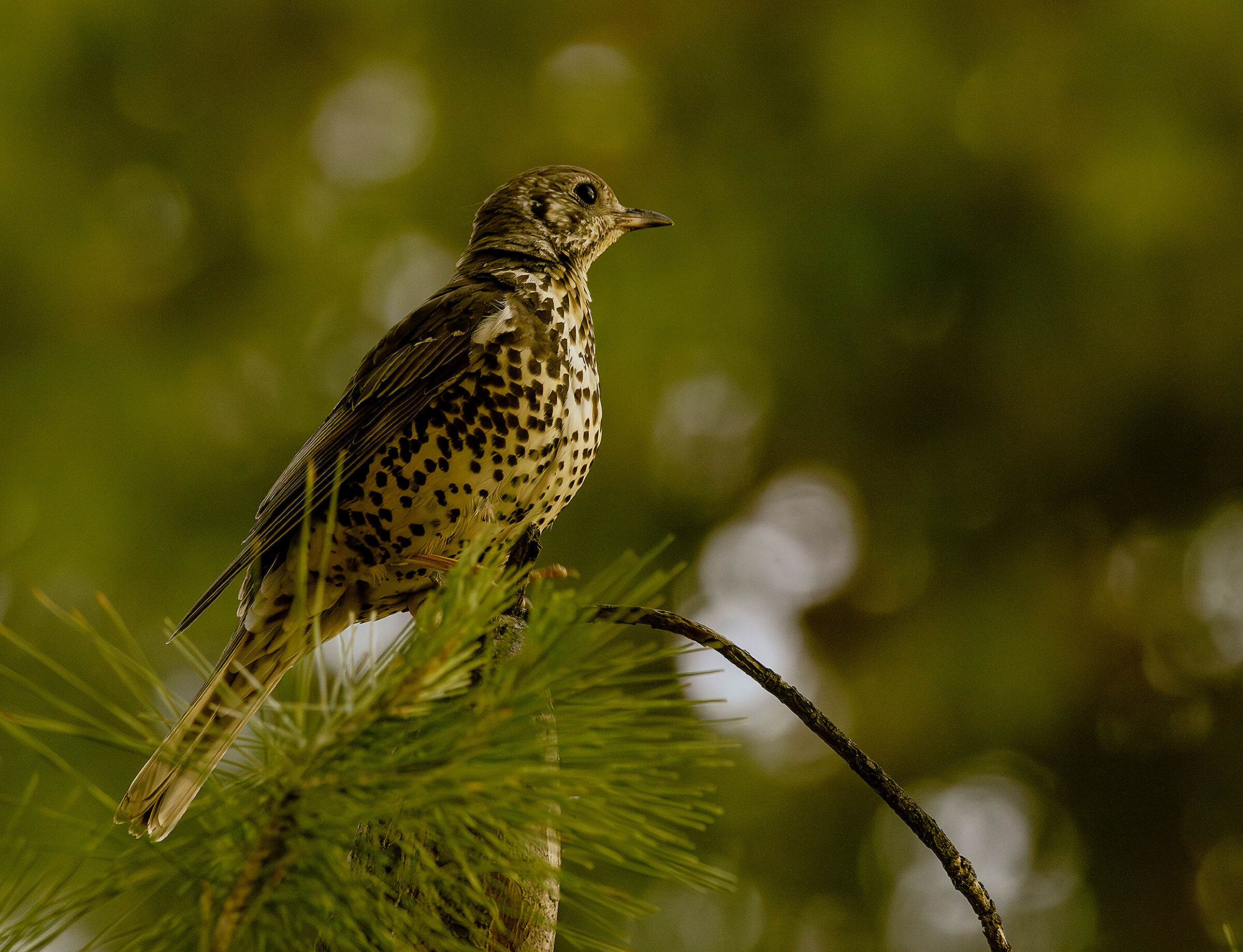mistle thrush