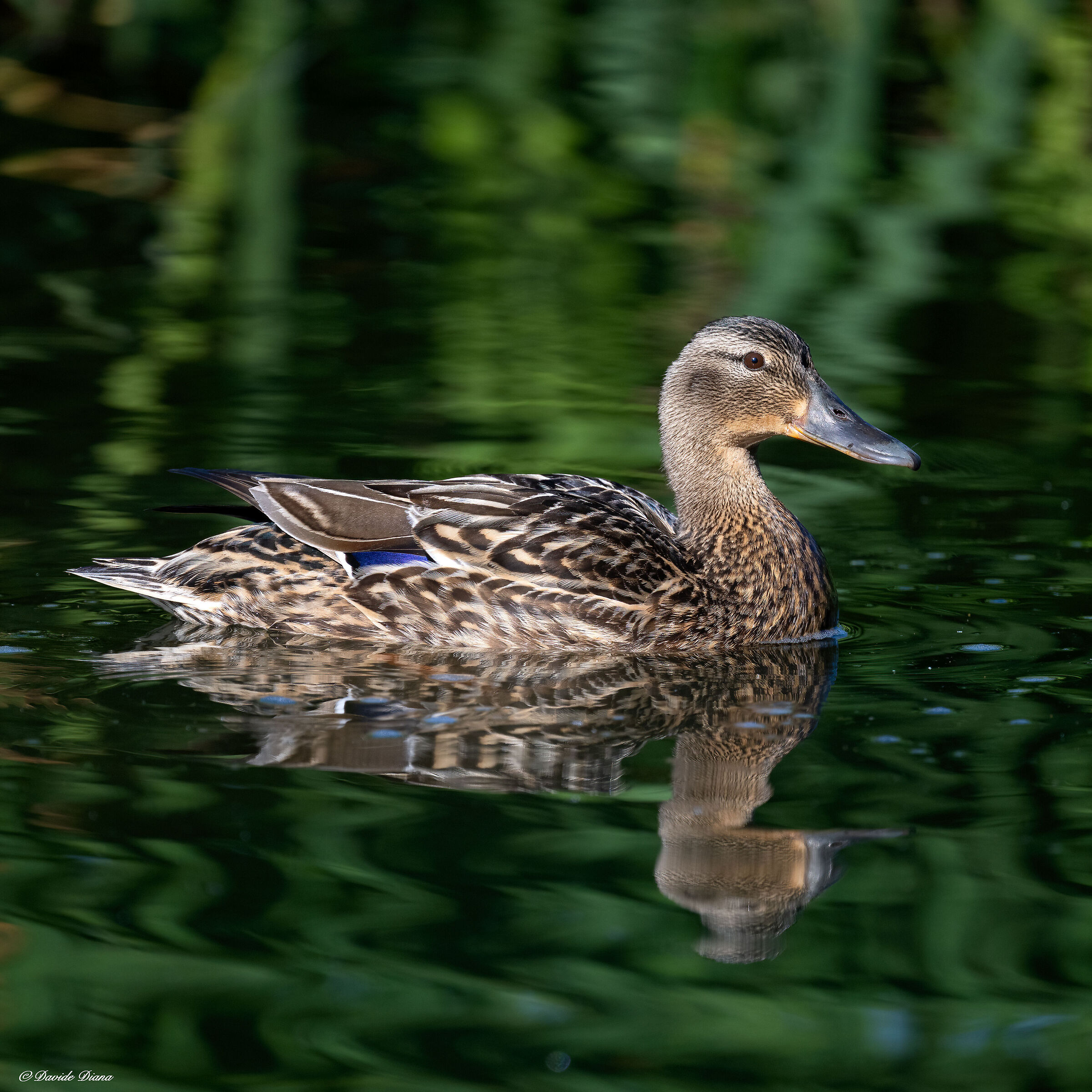 Mallard