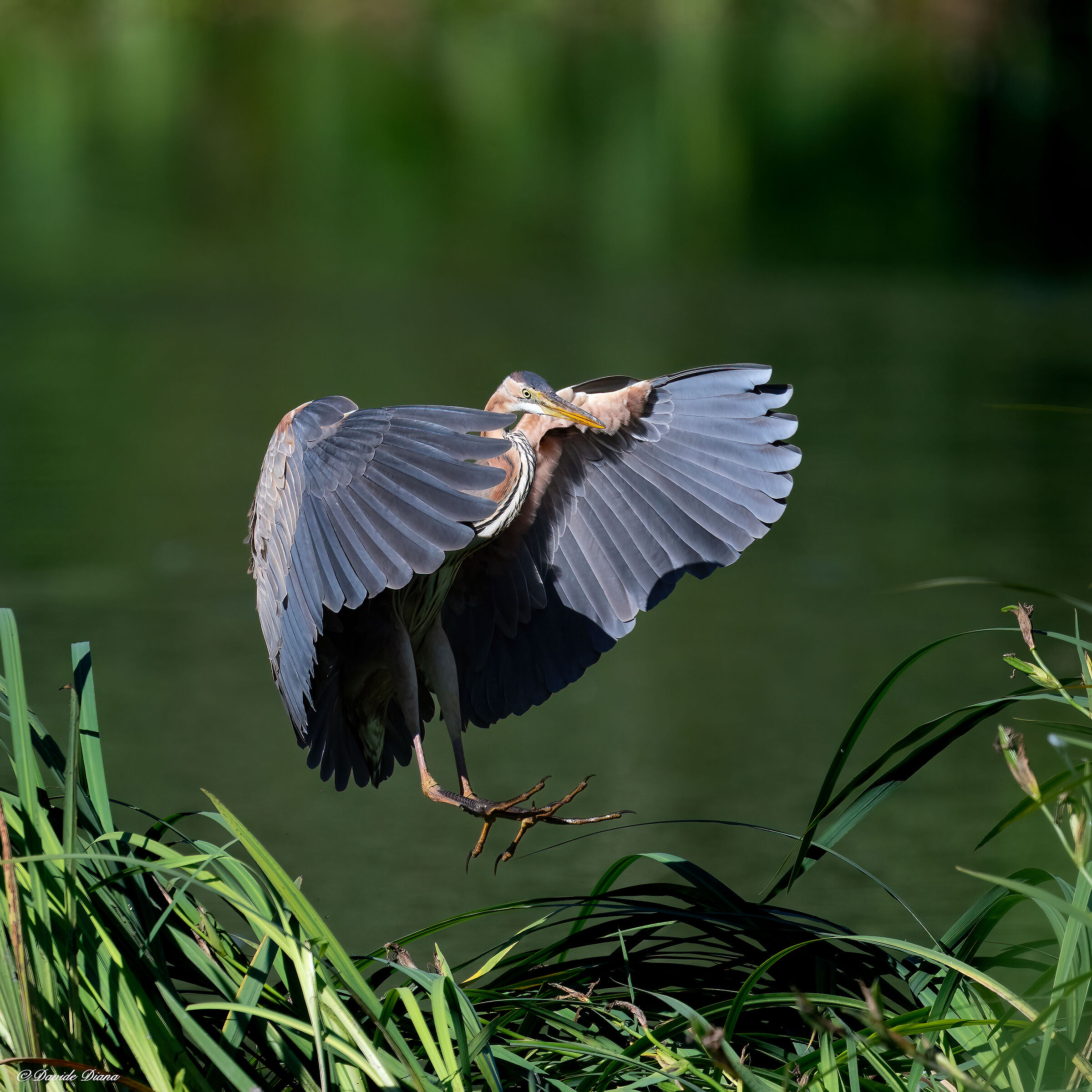 Purple heron