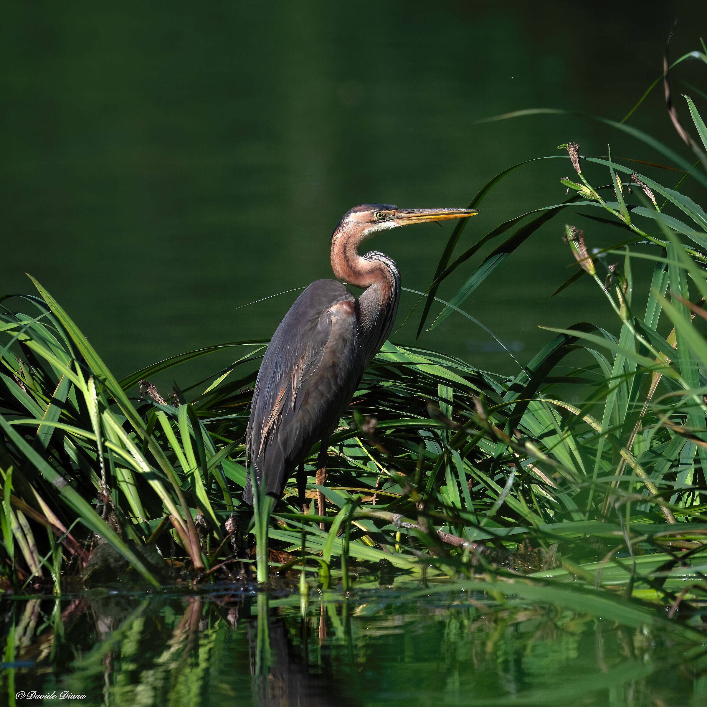 Purple heron