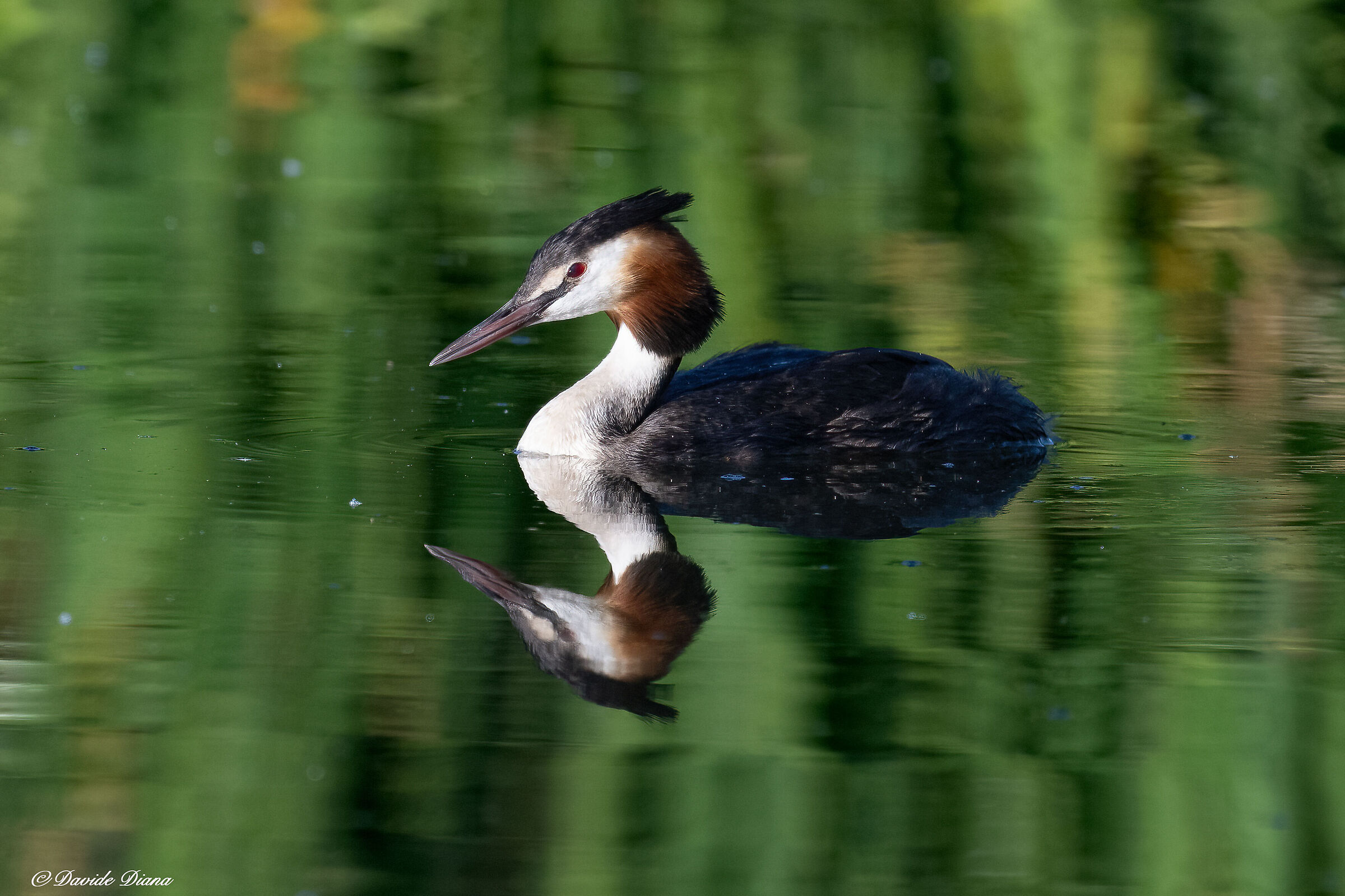 Great crested grebe