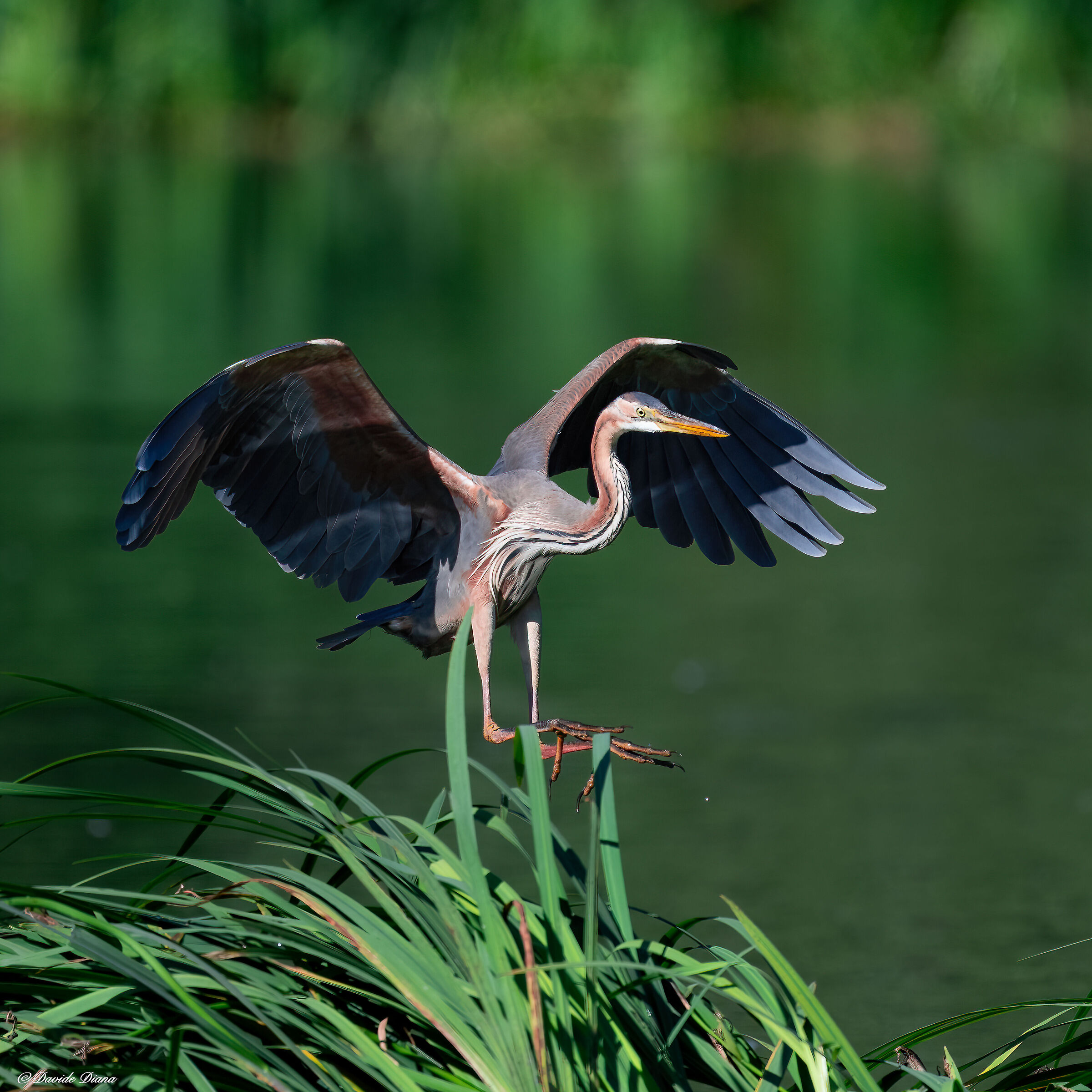 Purple heron