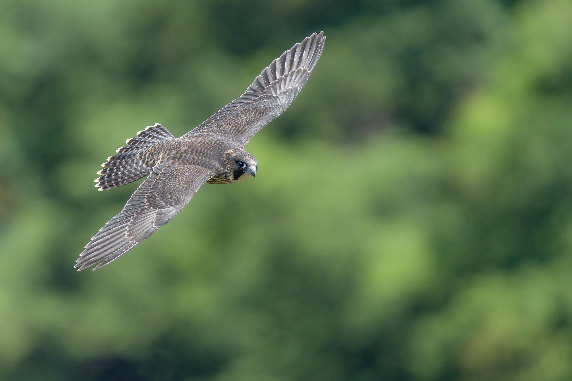 Juvenile Peregrine Falcon
