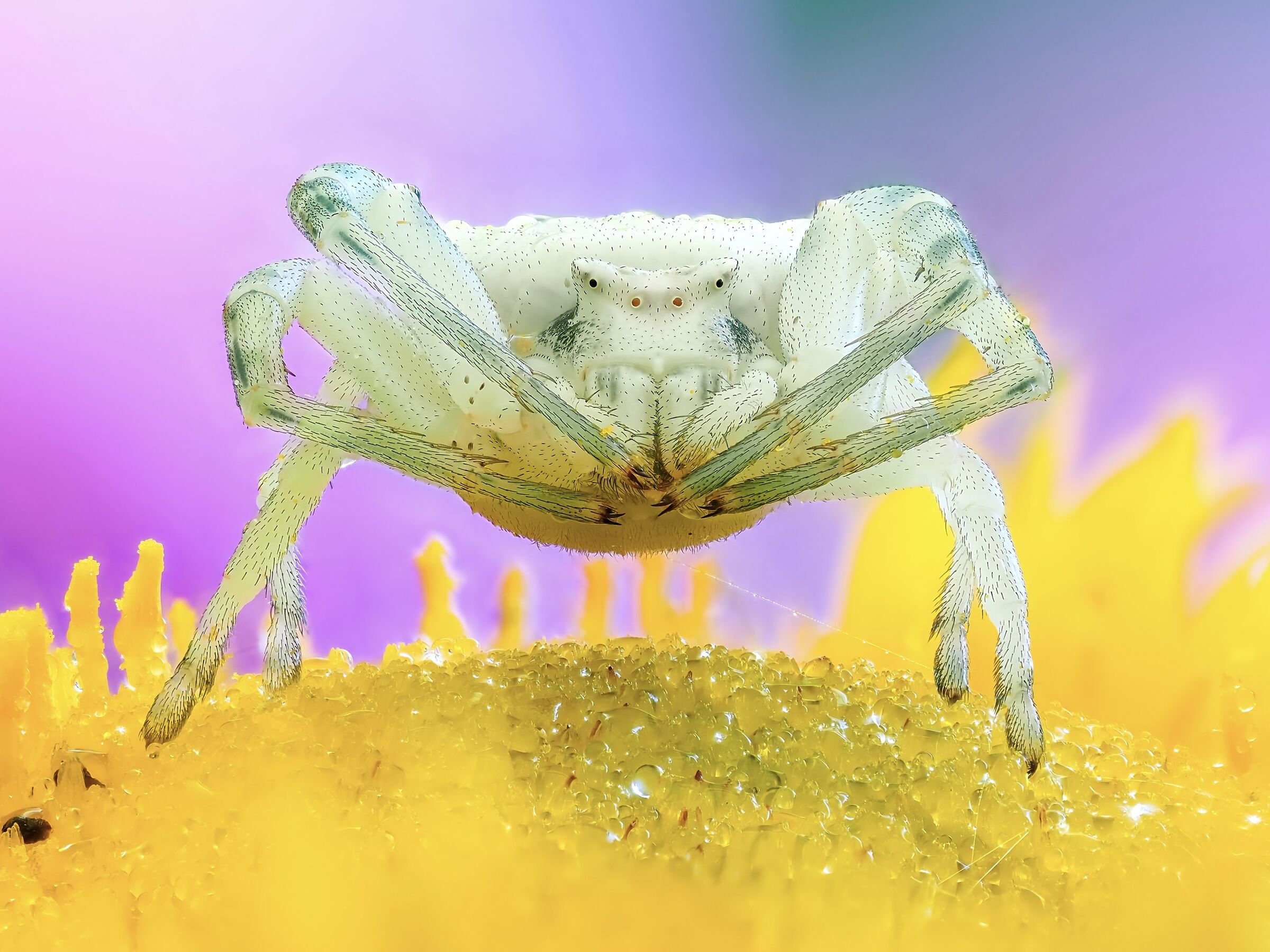 Misumena vatia