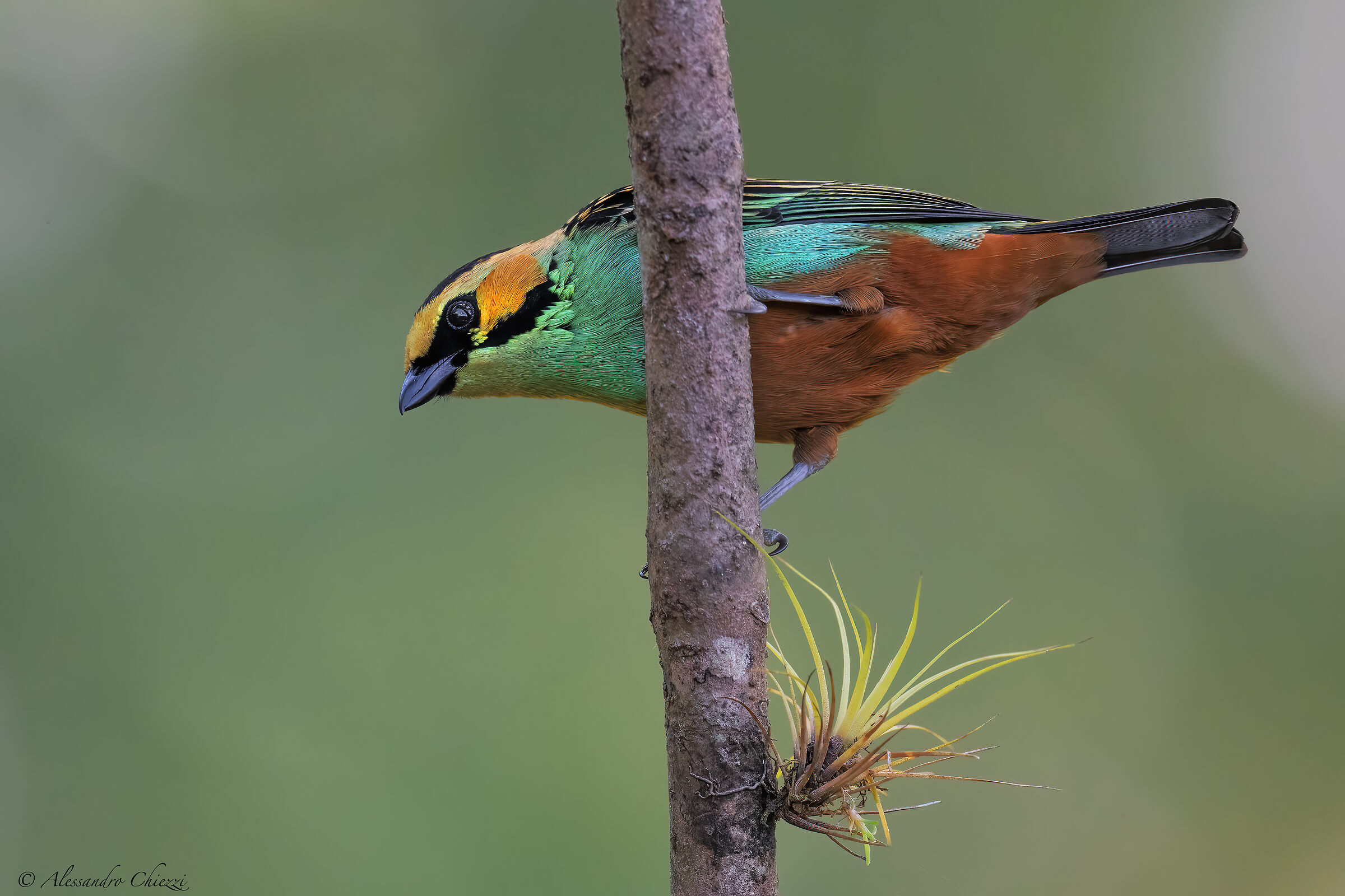 Tangara guance dorate