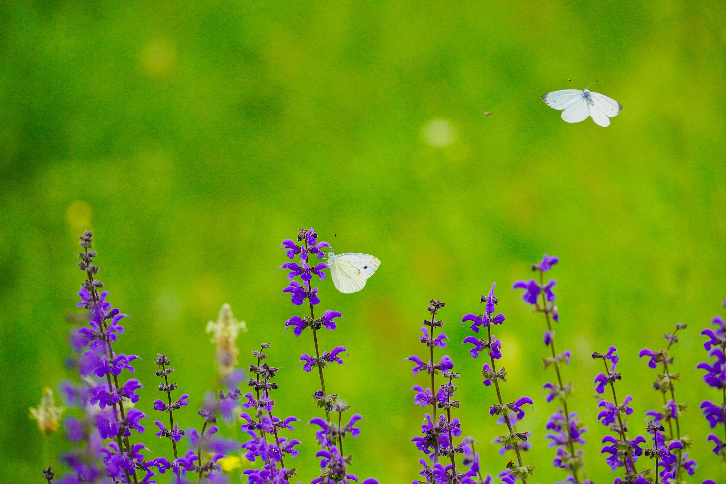 Pieris rapae on meadow sage
