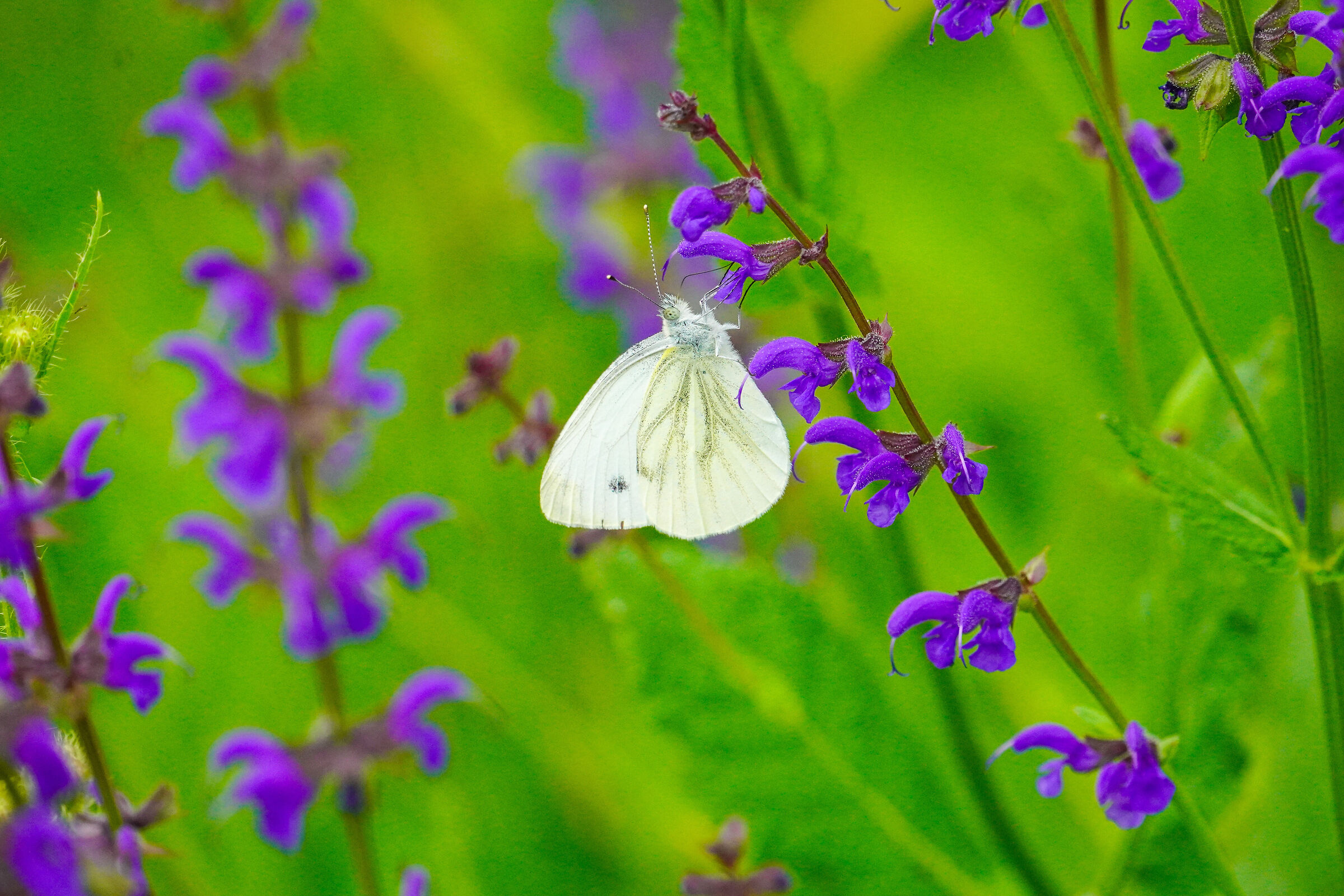 Pieris rapae on meadow sage