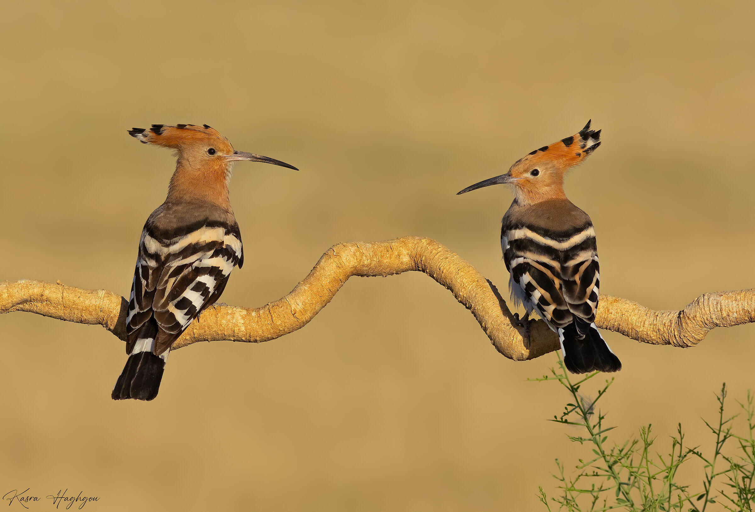 Eurasian hoopoe
