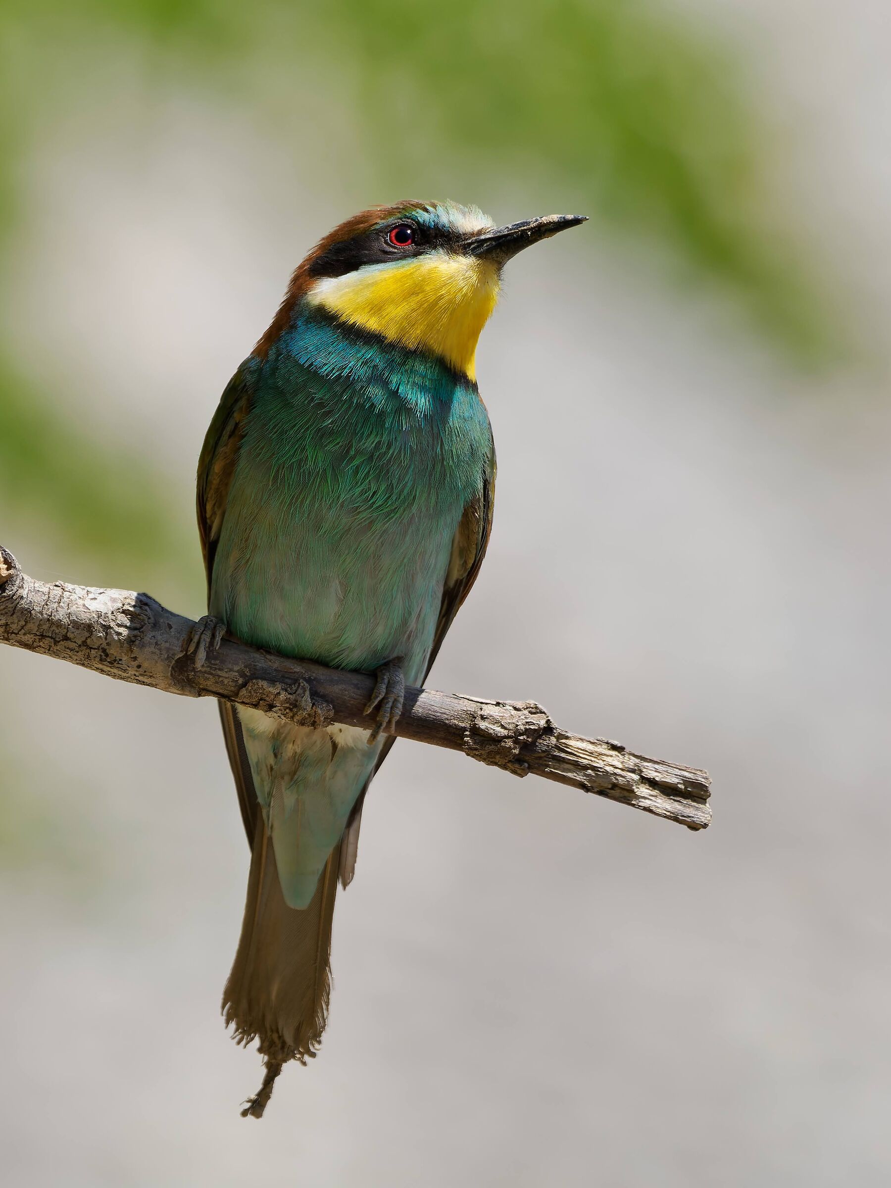 Bee-eater