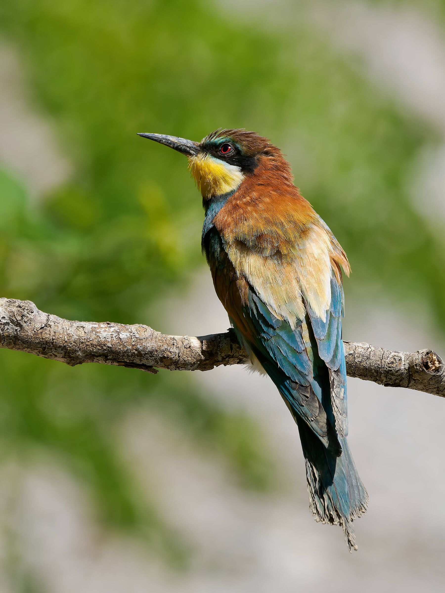 Bee-eater
