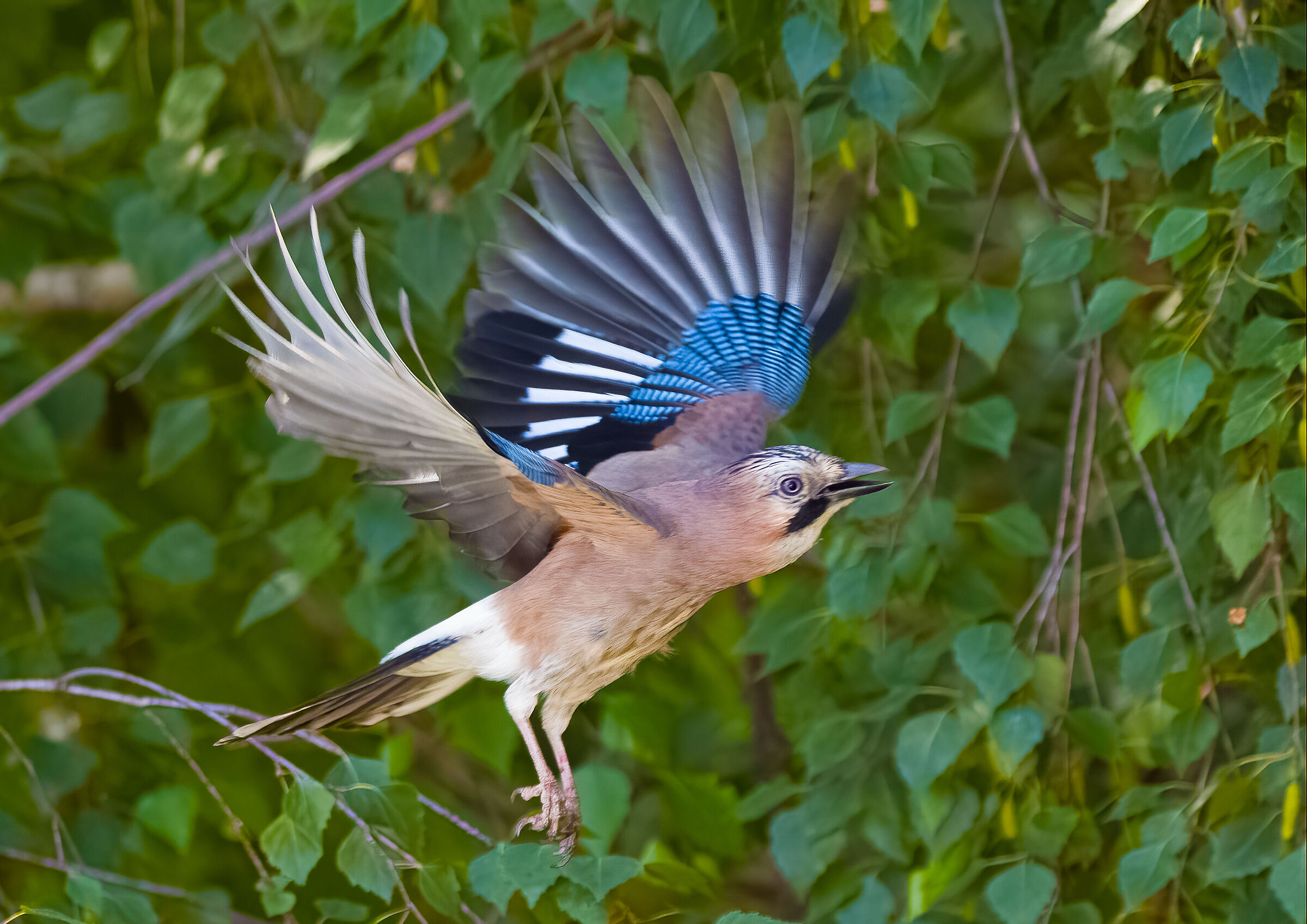 Ghiandaia alla riscossa..