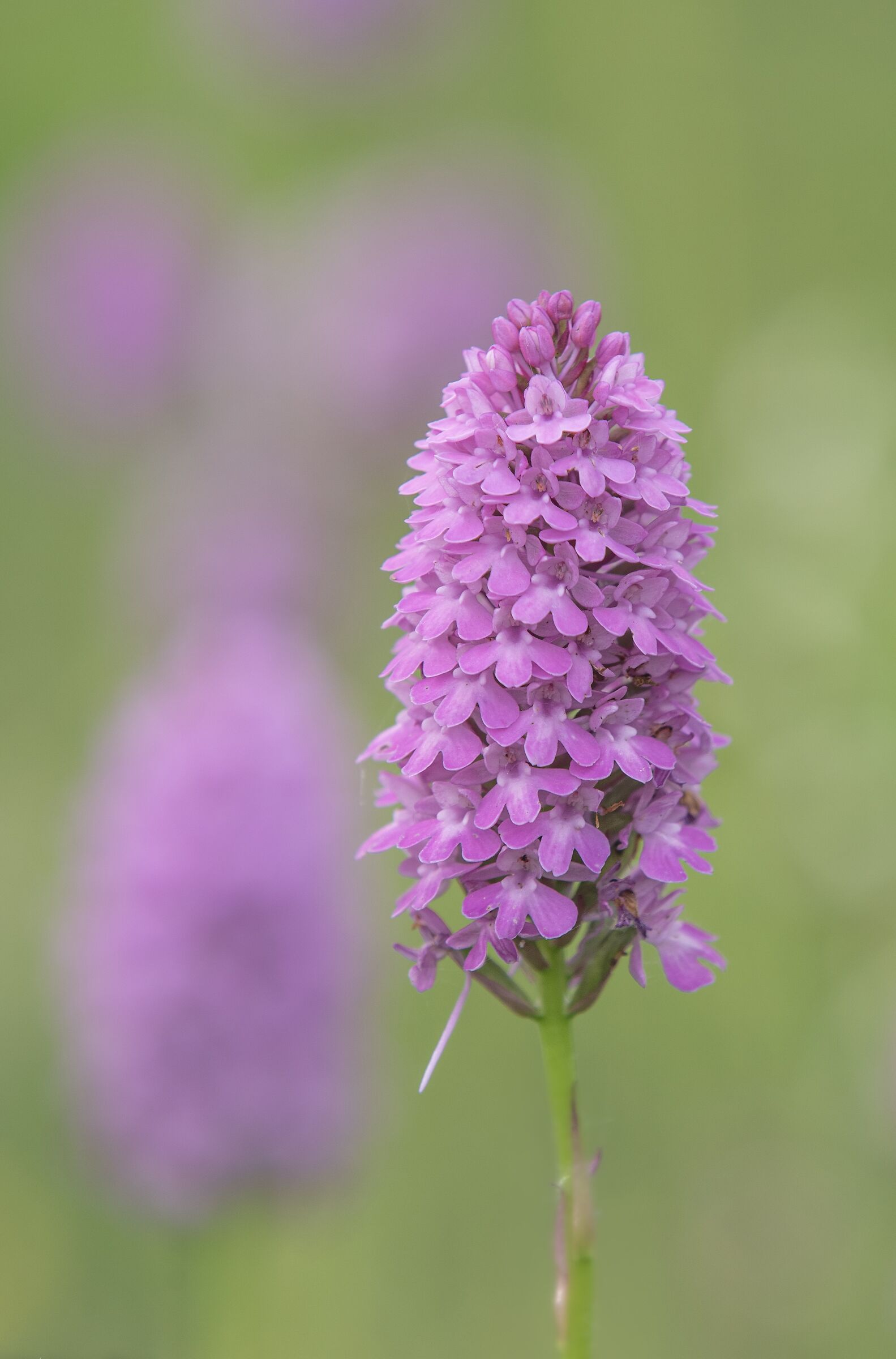 Anacamptis Pyramidalis