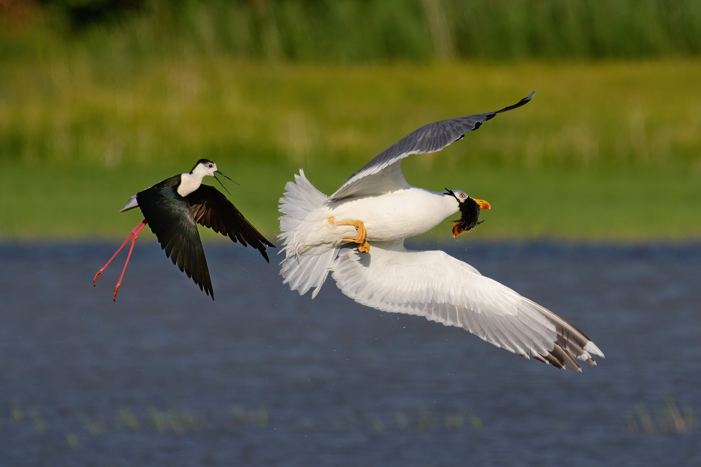 La vita, la morte:l'eterna ruota.