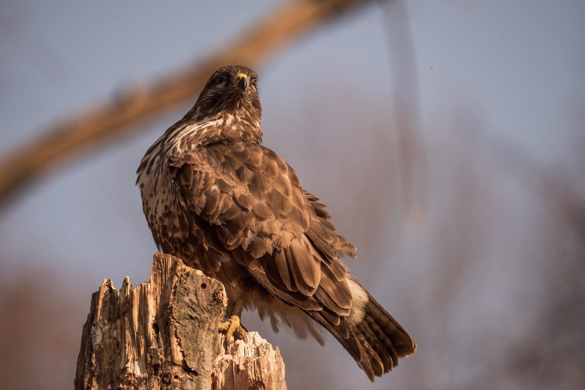 buzzard