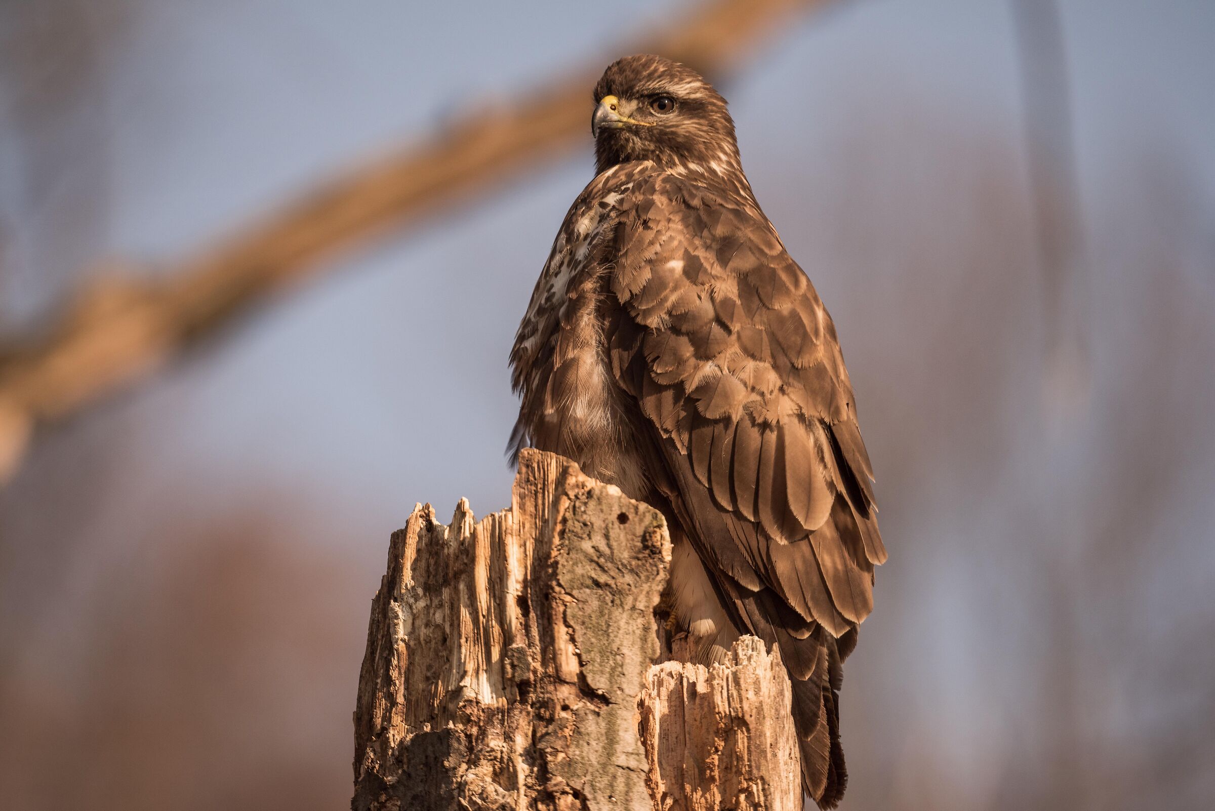 buzzard