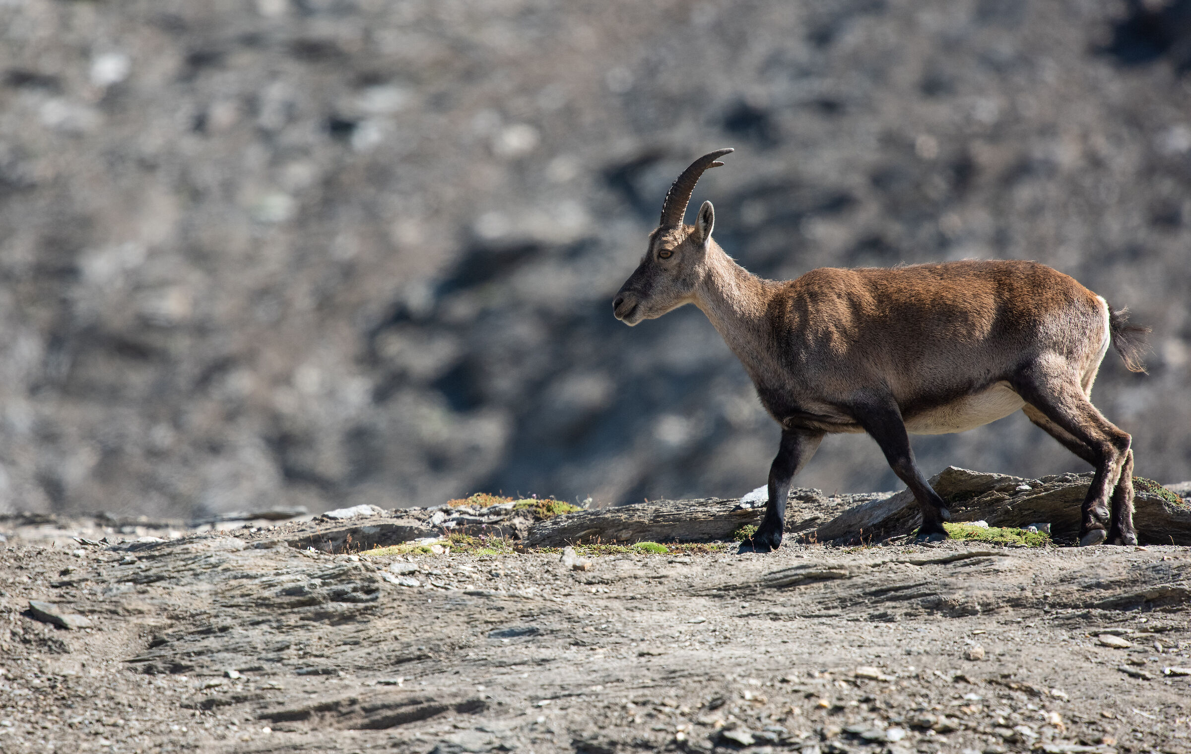 Female ibex