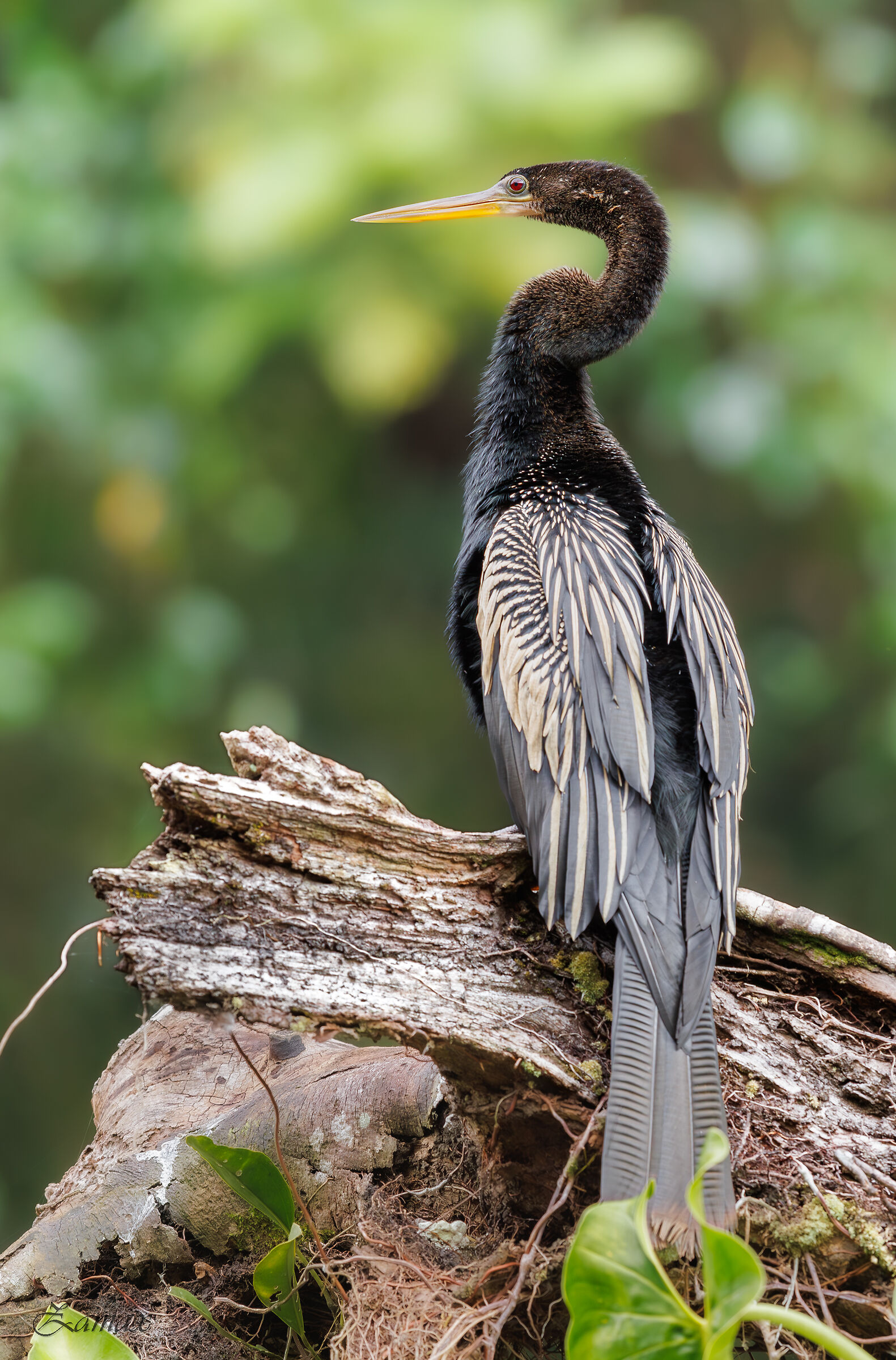 Aninga Comune Americana