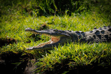 Crocodylus palustris