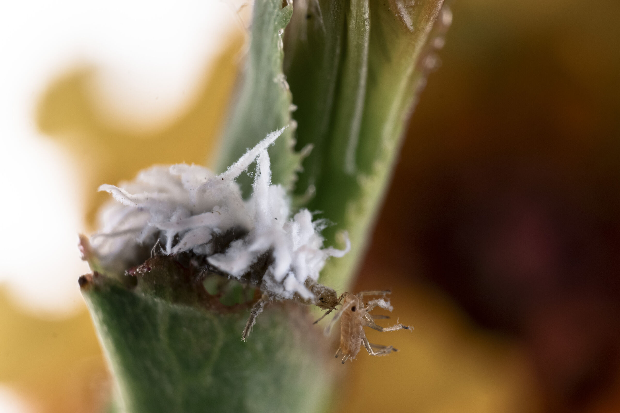 Cocciniglia cotonosa vs Afide