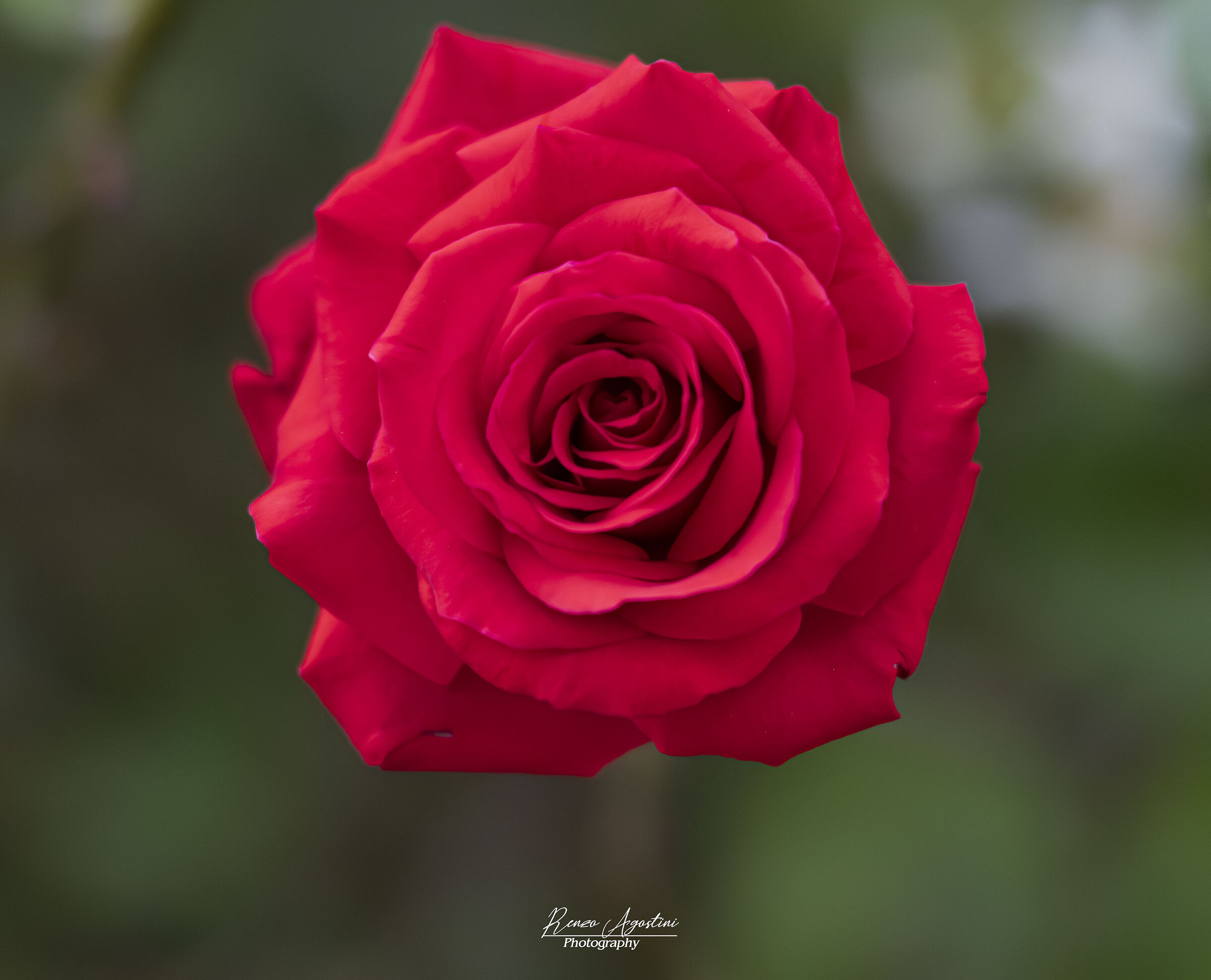 A rose is forever.