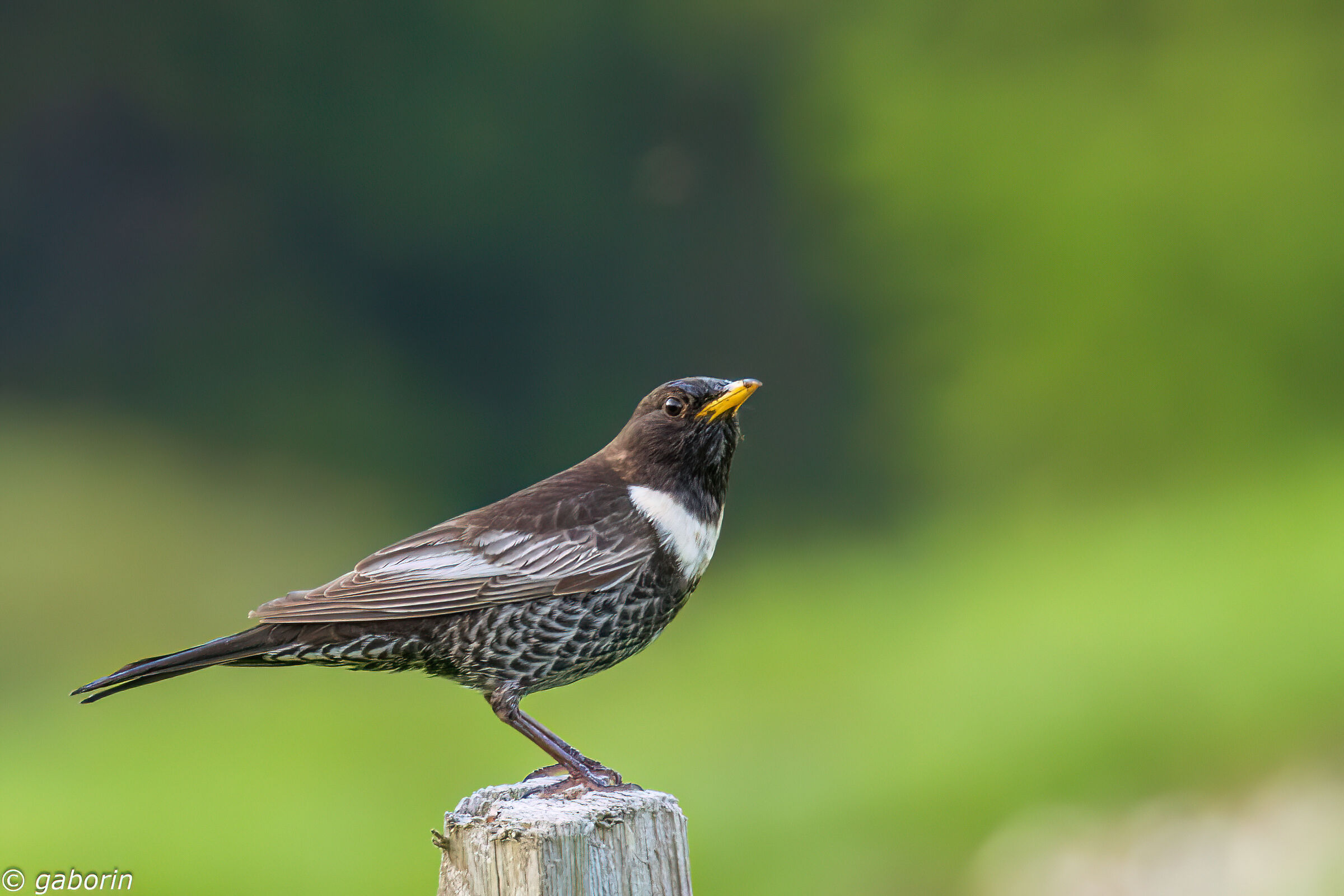 Collared blackbird