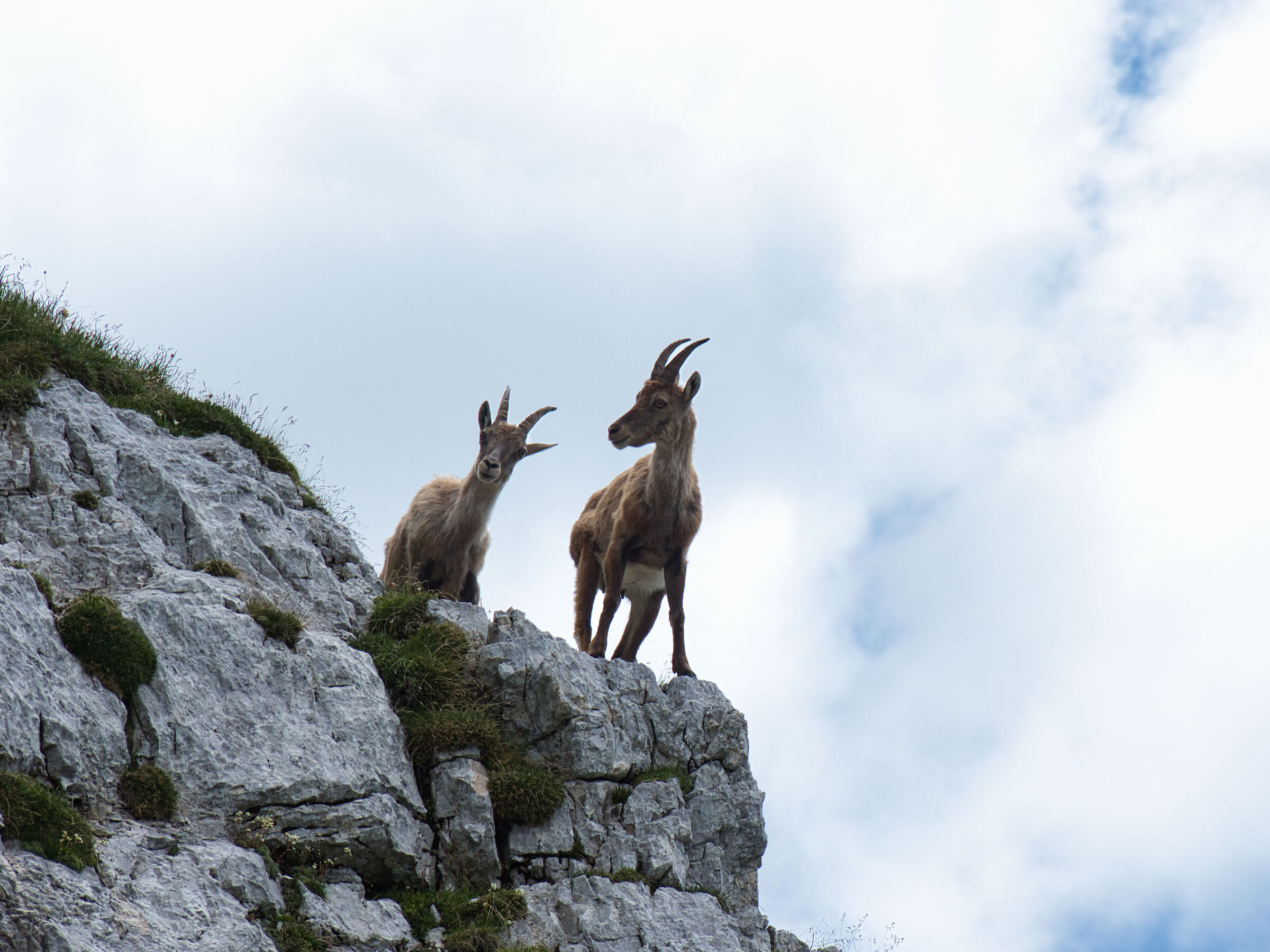 Ibex