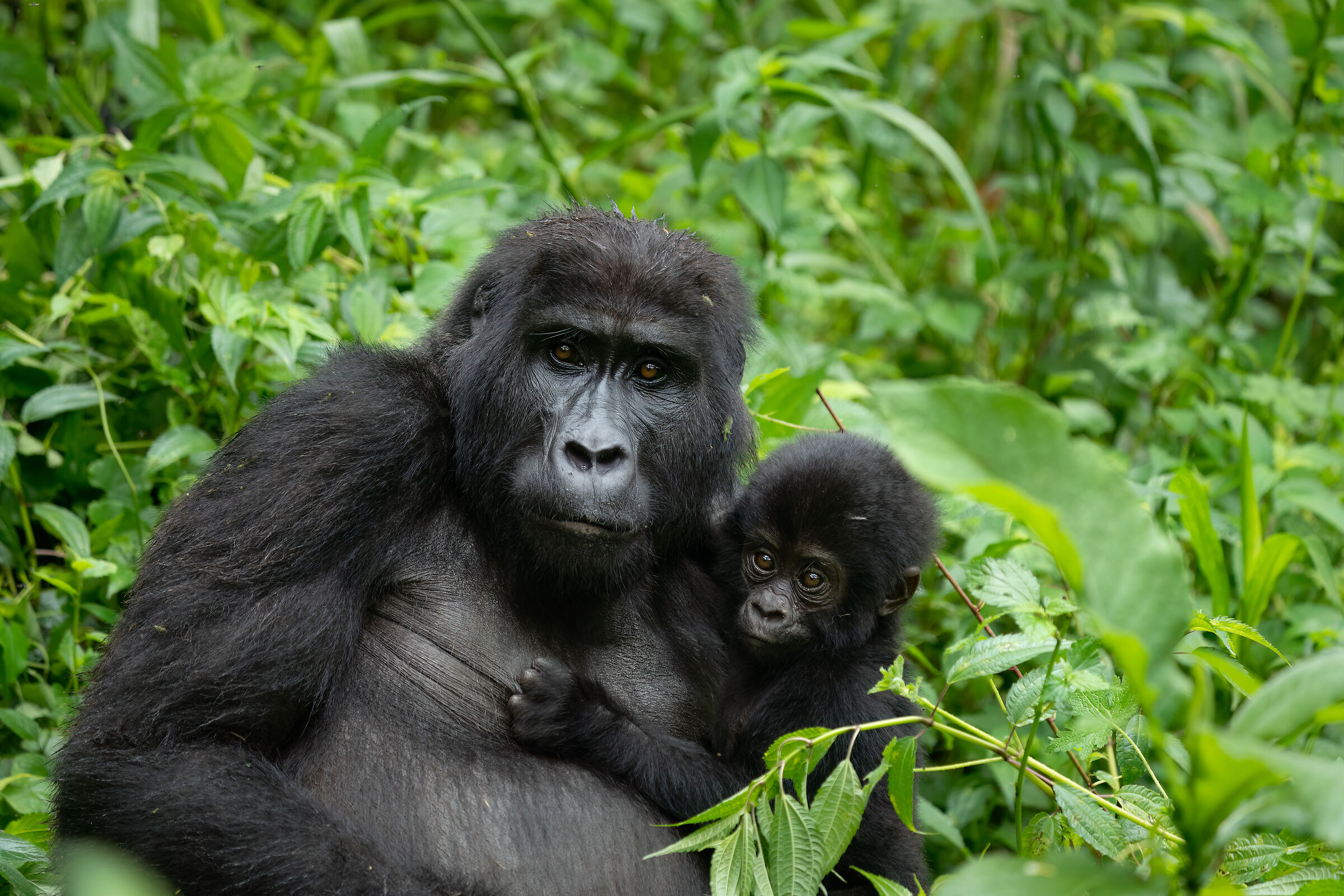 Mountain gorillas